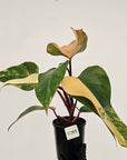 Philodendron erubescens Strawberry Shake