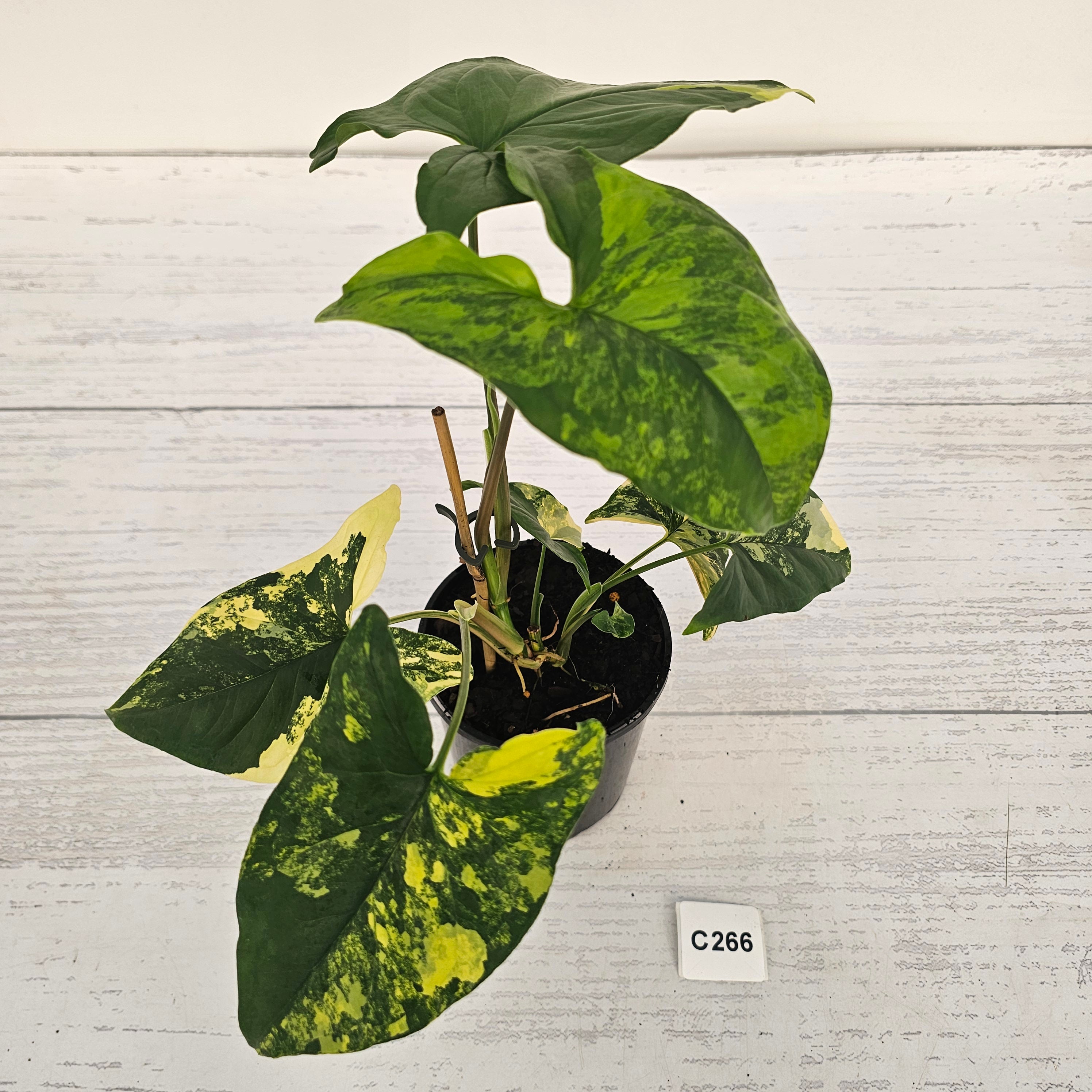 Syngonium podophyllum Gold