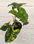 Syngonium podophyllum Gold