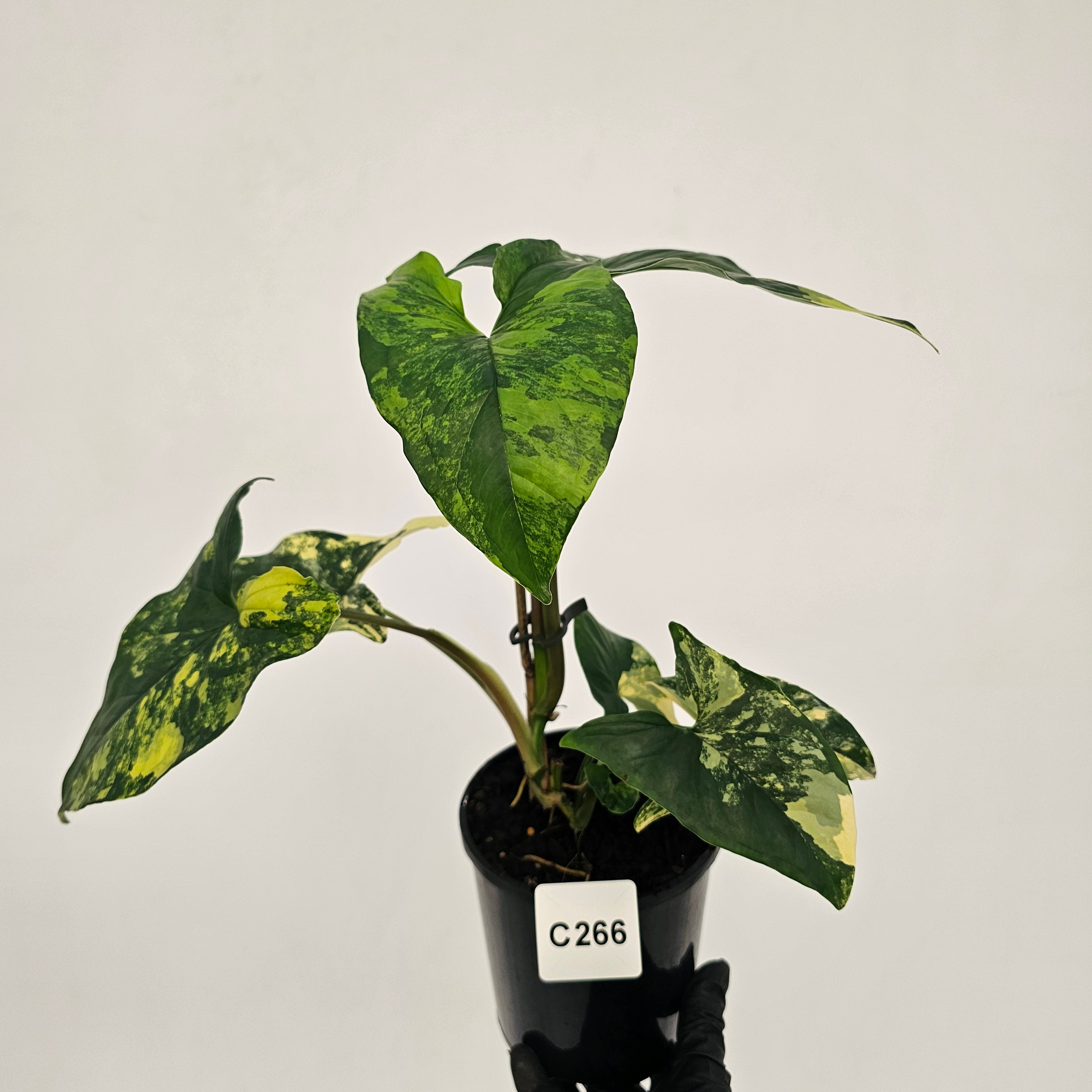 Syngonium podophyllum Gold