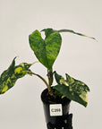 Syngonium podophyllum Gold