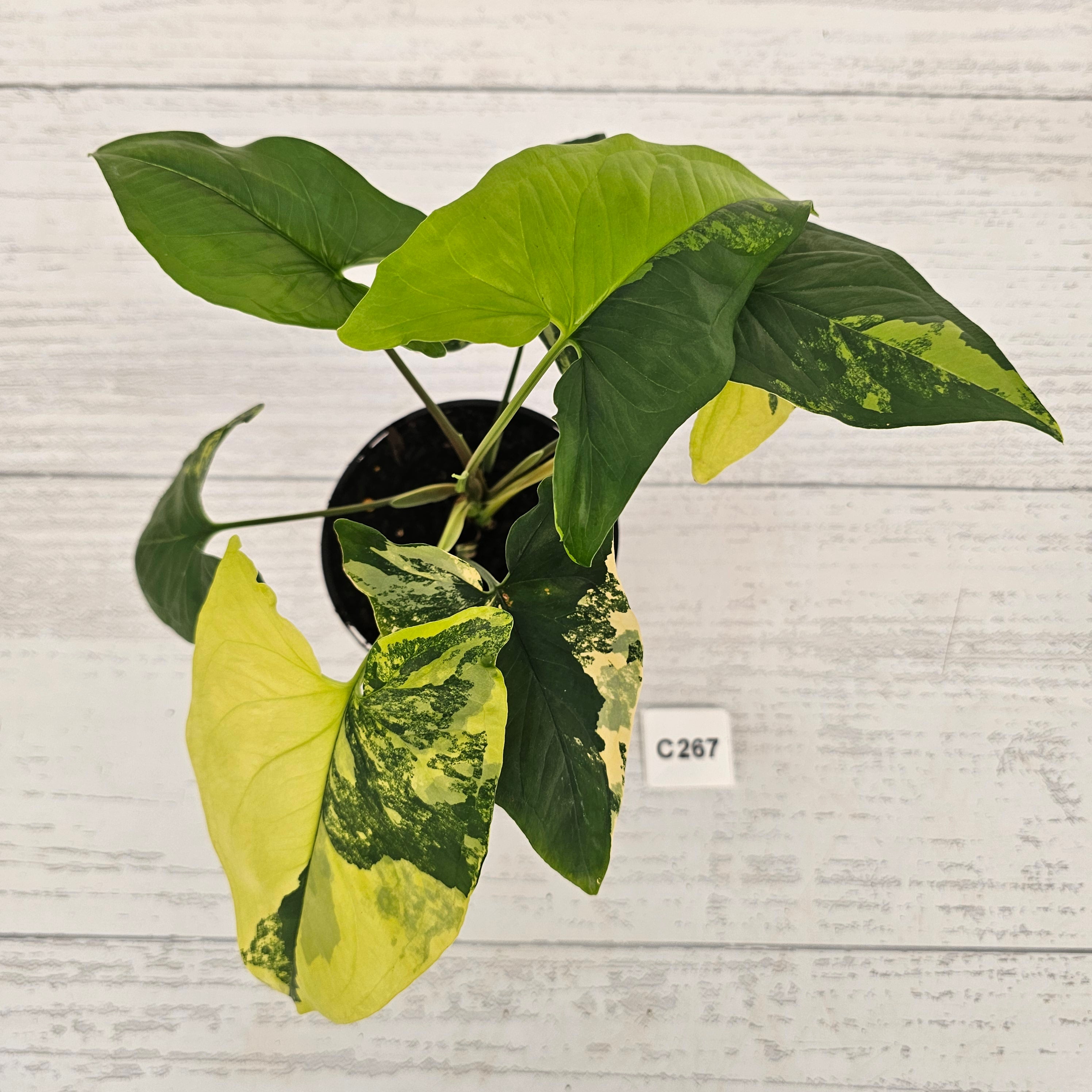 Syngonium podophyllum Gold