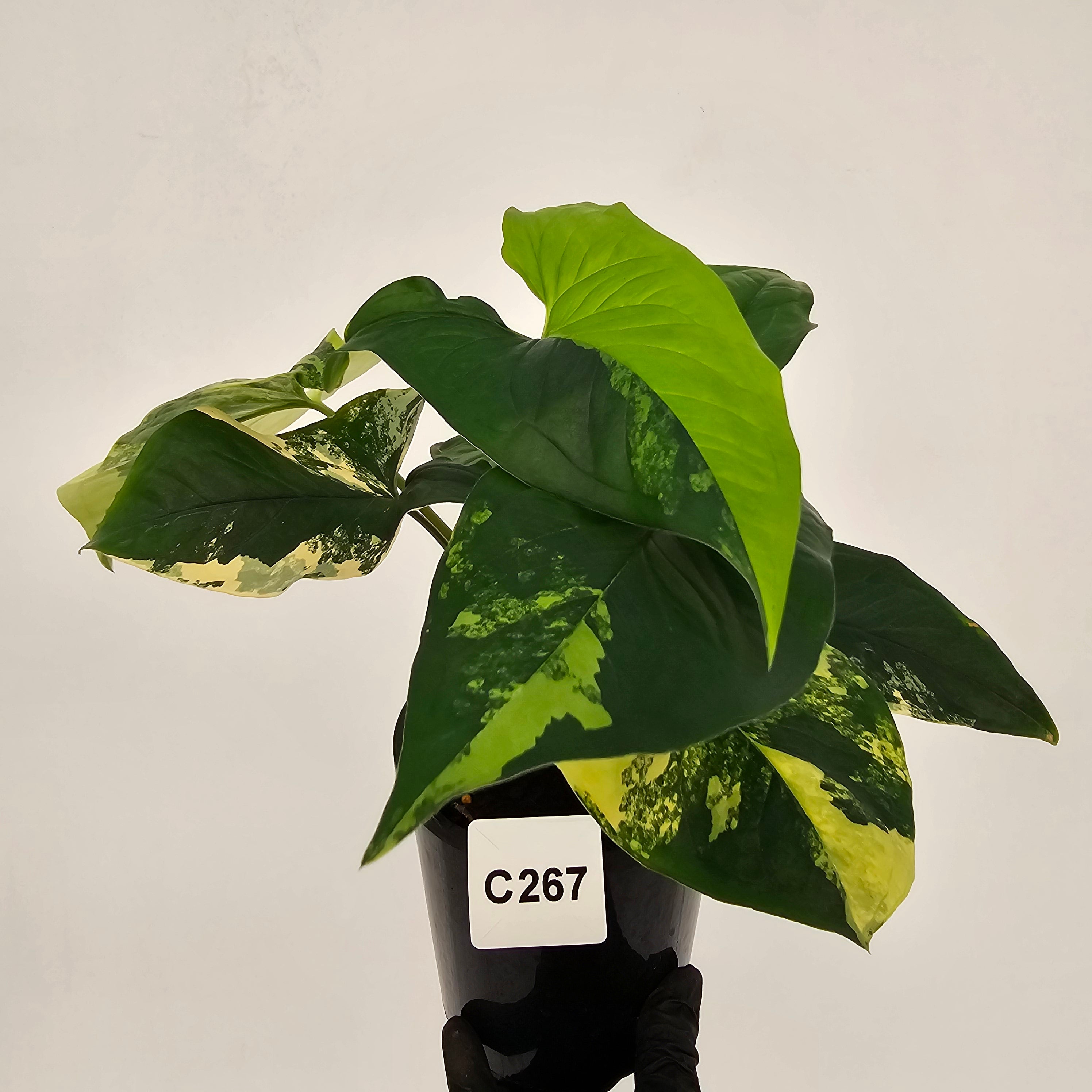 Syngonium podophyllum Gold