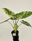 Alocasia odora 'Batik' Variegata Tri Colour
