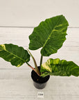 Philodendron pinnatifidum 'Jungle Fever Egg Yolk"