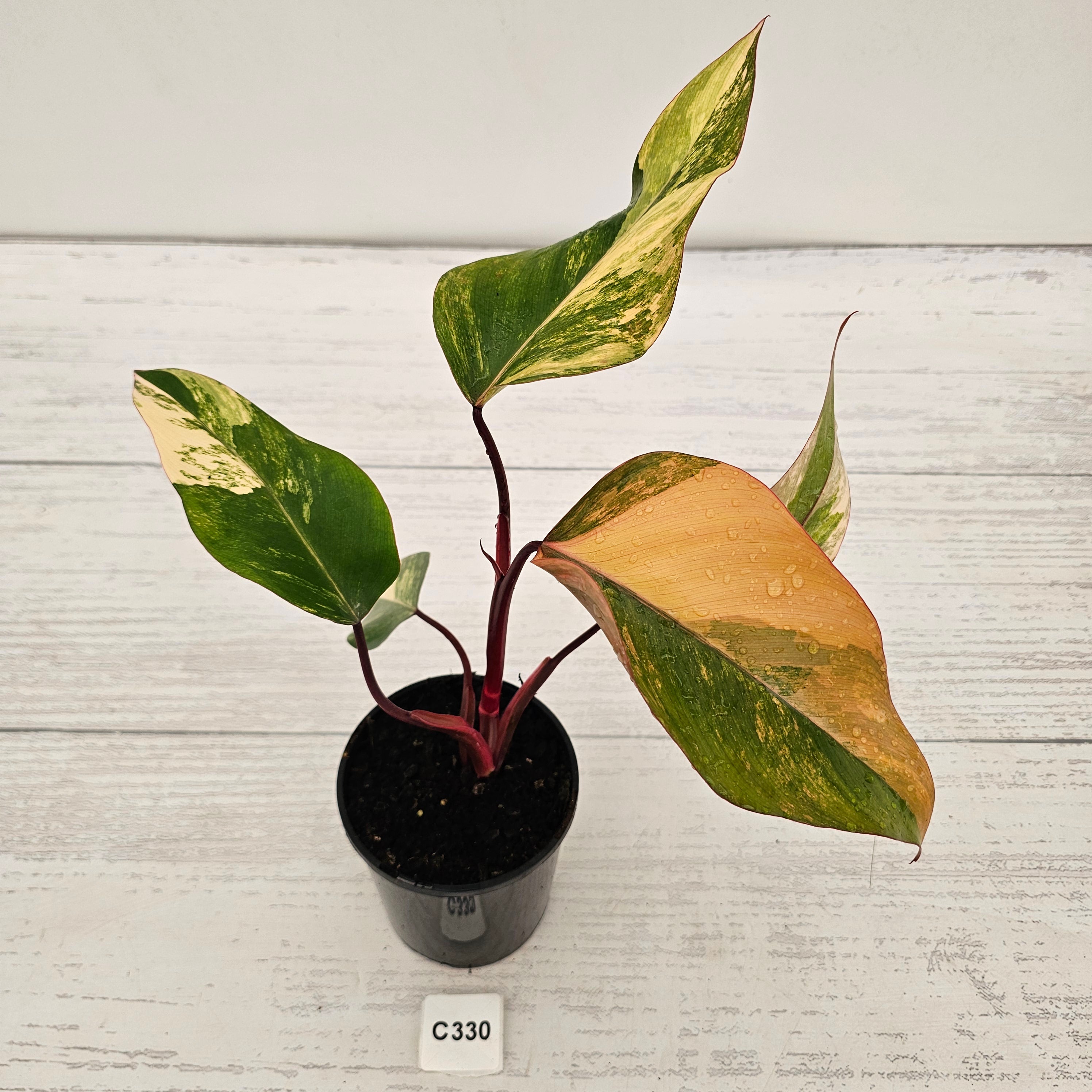 Philodendron erubescens Strawberry Shake