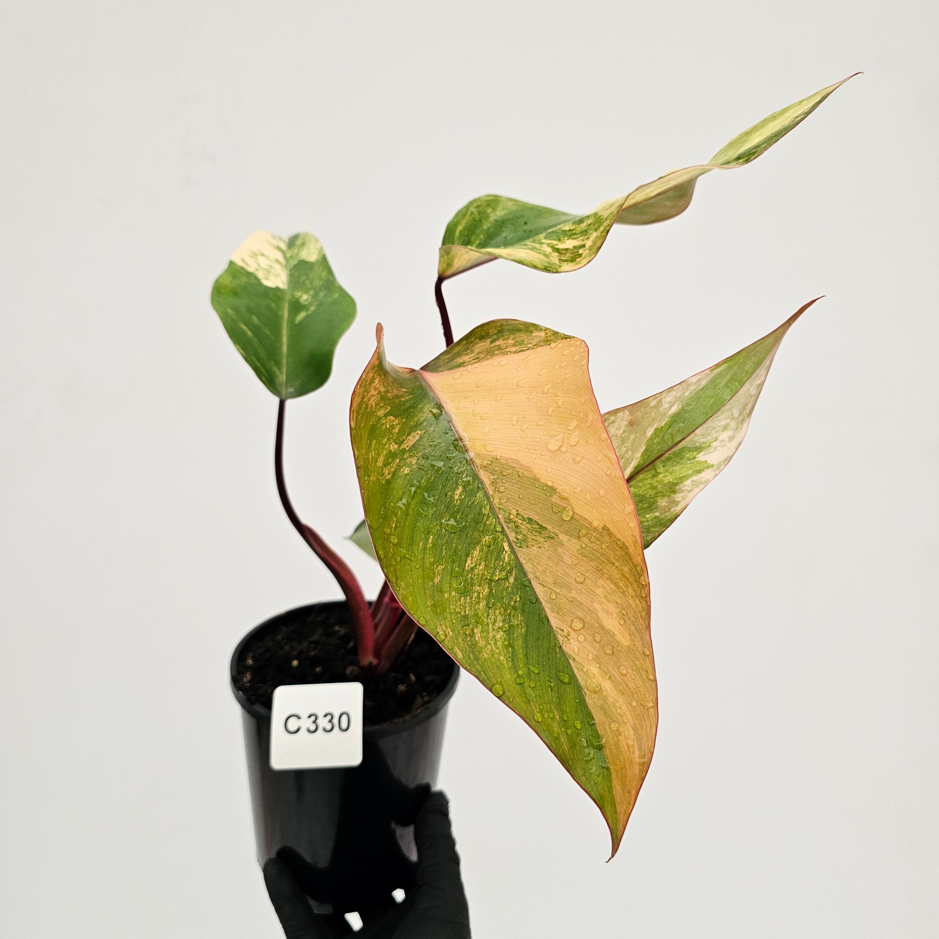 Philodendron erubescens Strawberry Shake