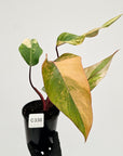 Philodendron erubescens Strawberry Shake