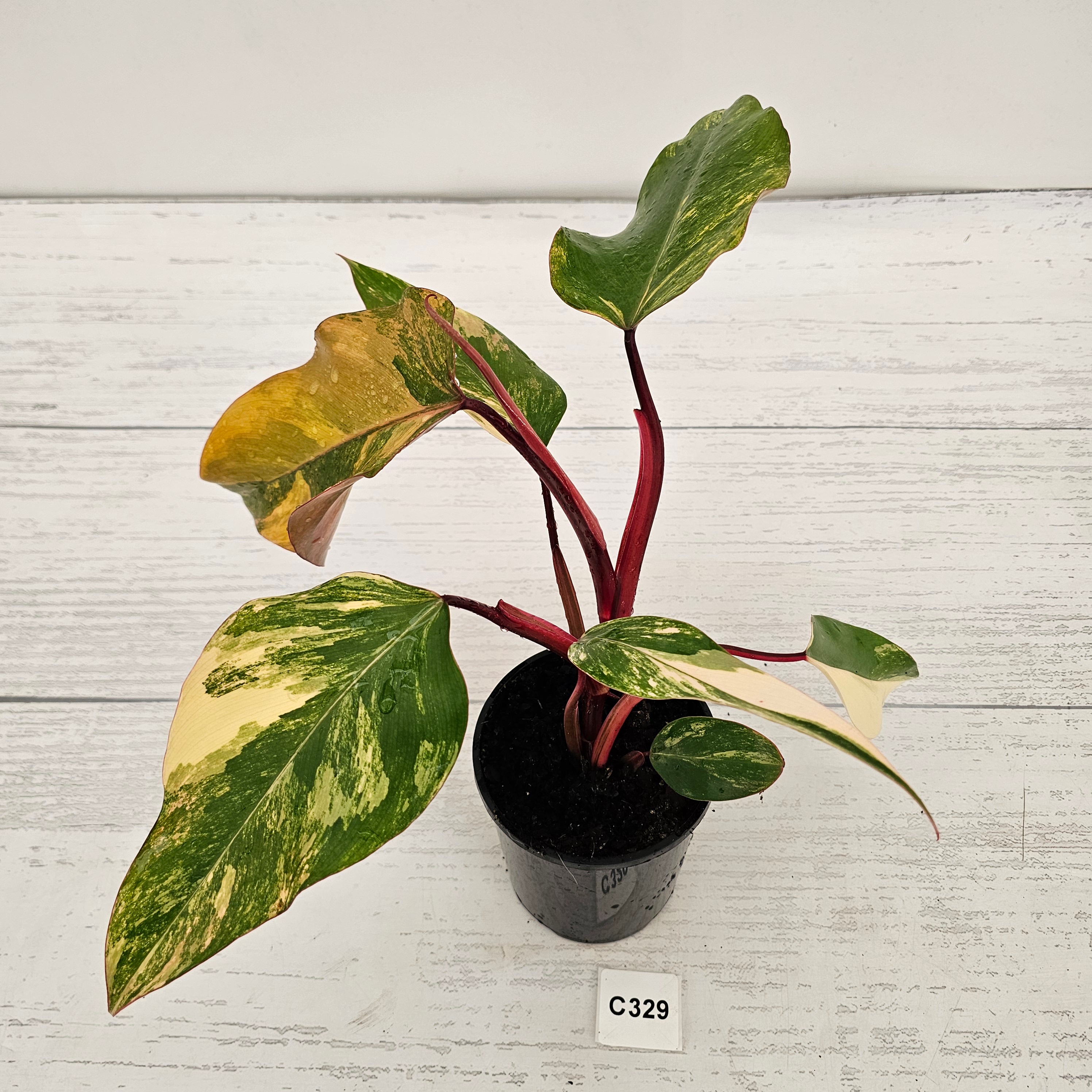 Philodendron erubescens Strawberry Shake
