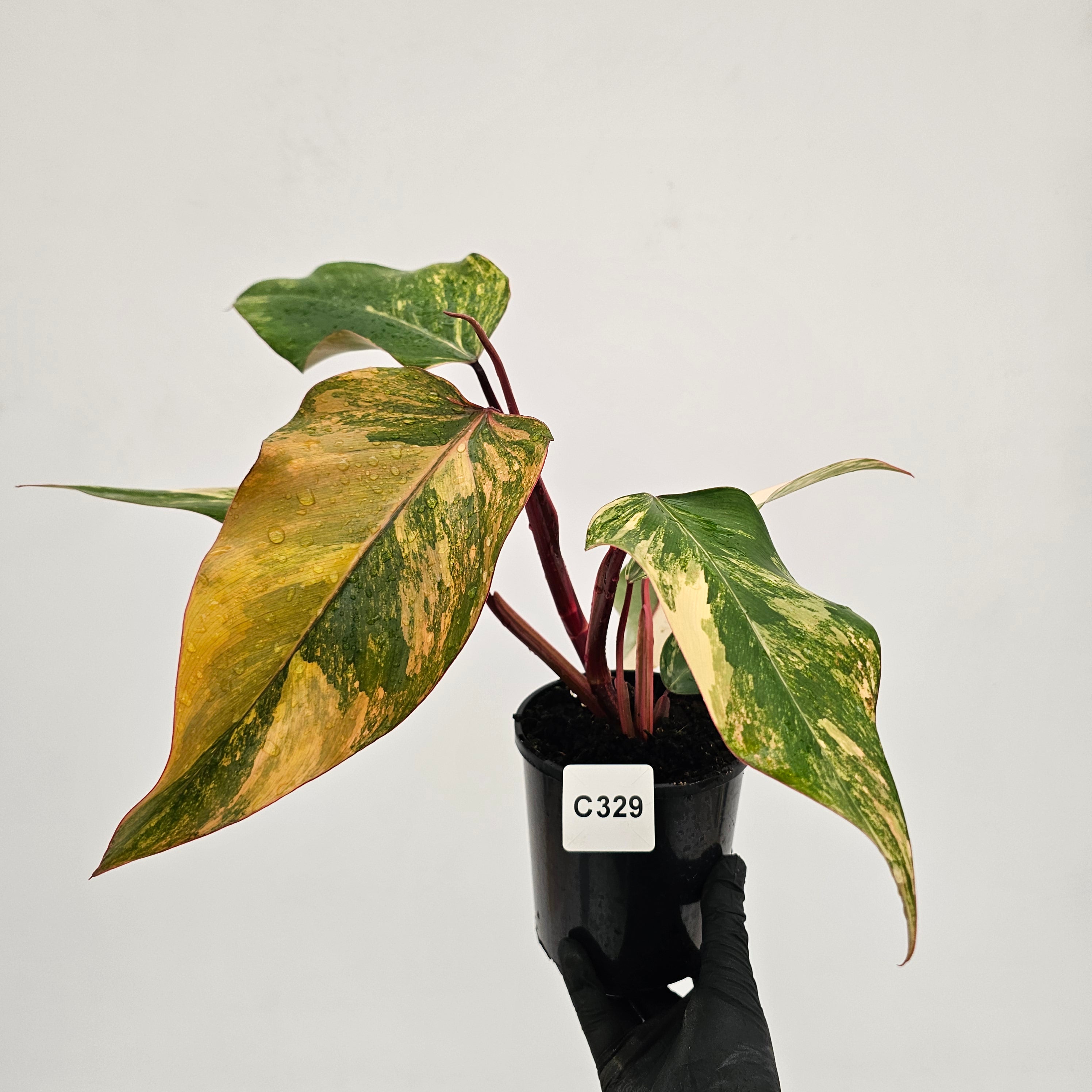 Philodendron erubescens Strawberry Shake