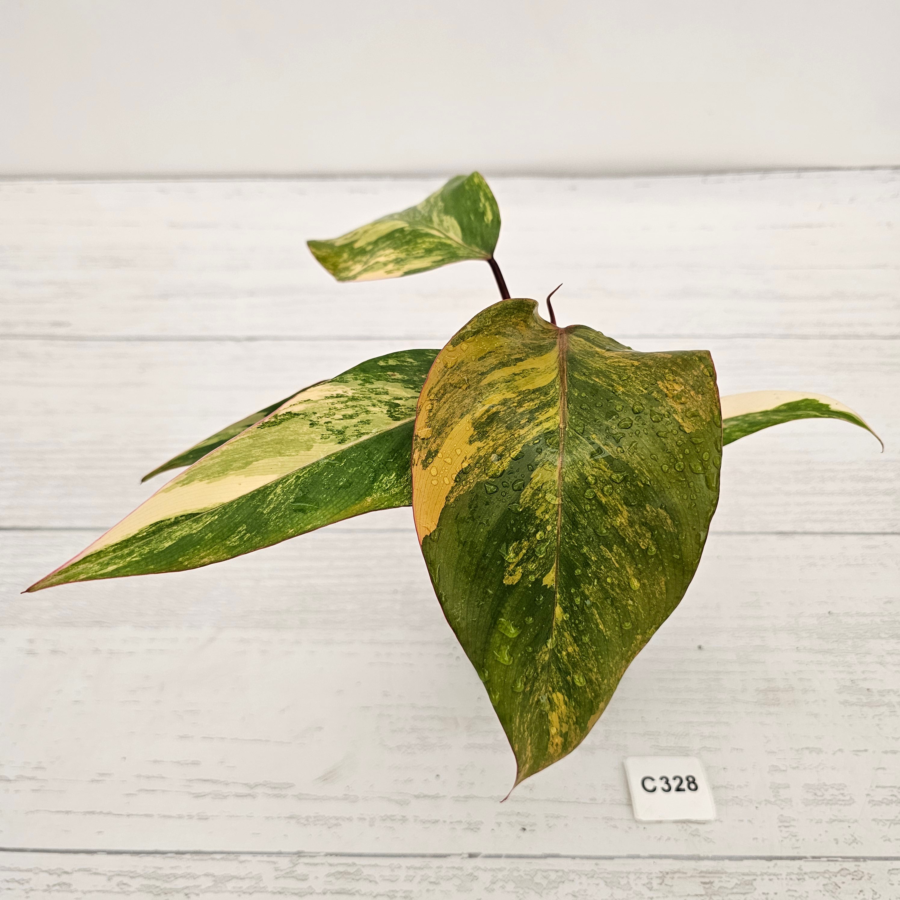 Philodendron erubescens Strawberry Shake