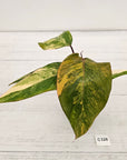 Philodendron erubescens Strawberry Shake