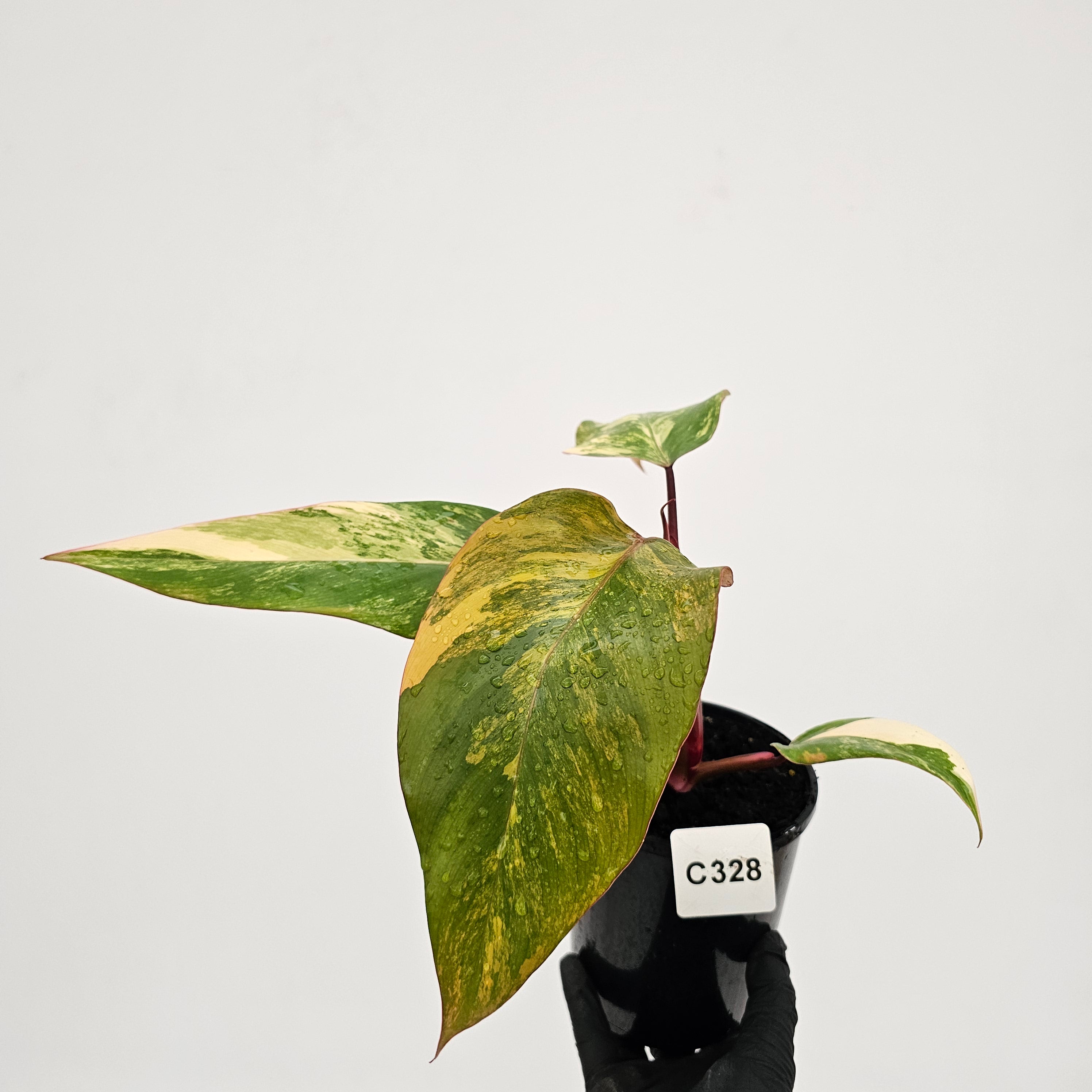 Philodendron erubescens Strawberry Shake