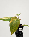 Philodendron erubescens Strawberry Shake