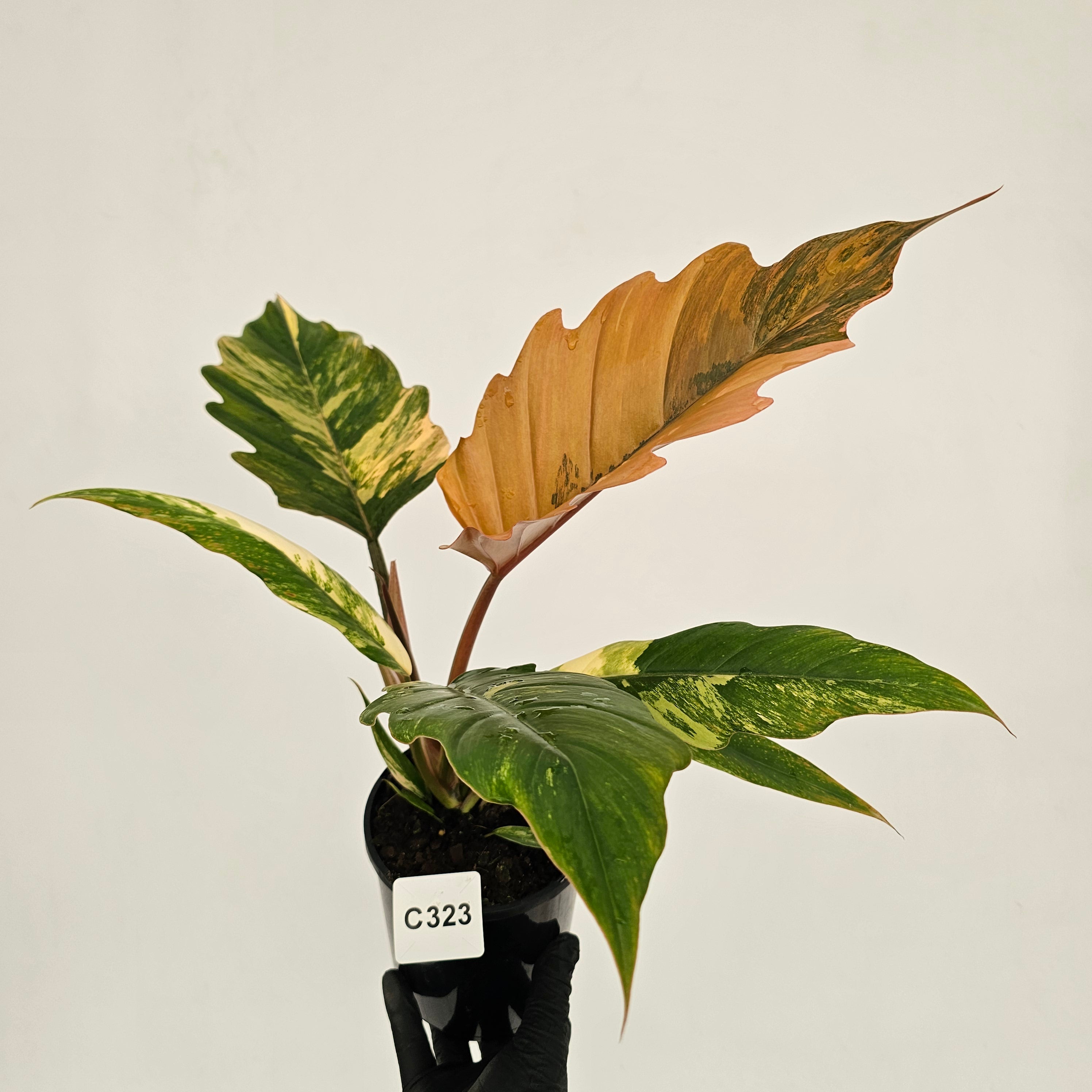 Philodendron serratum Caramel Marble