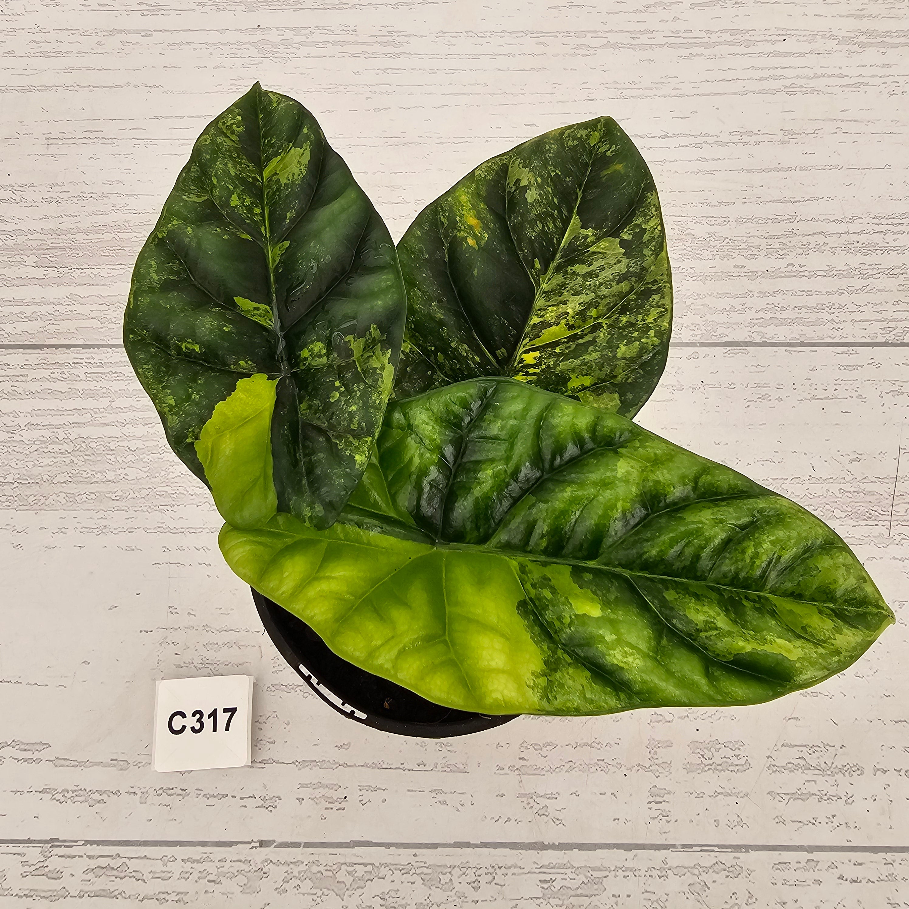 Alocasia sinuata Variegata