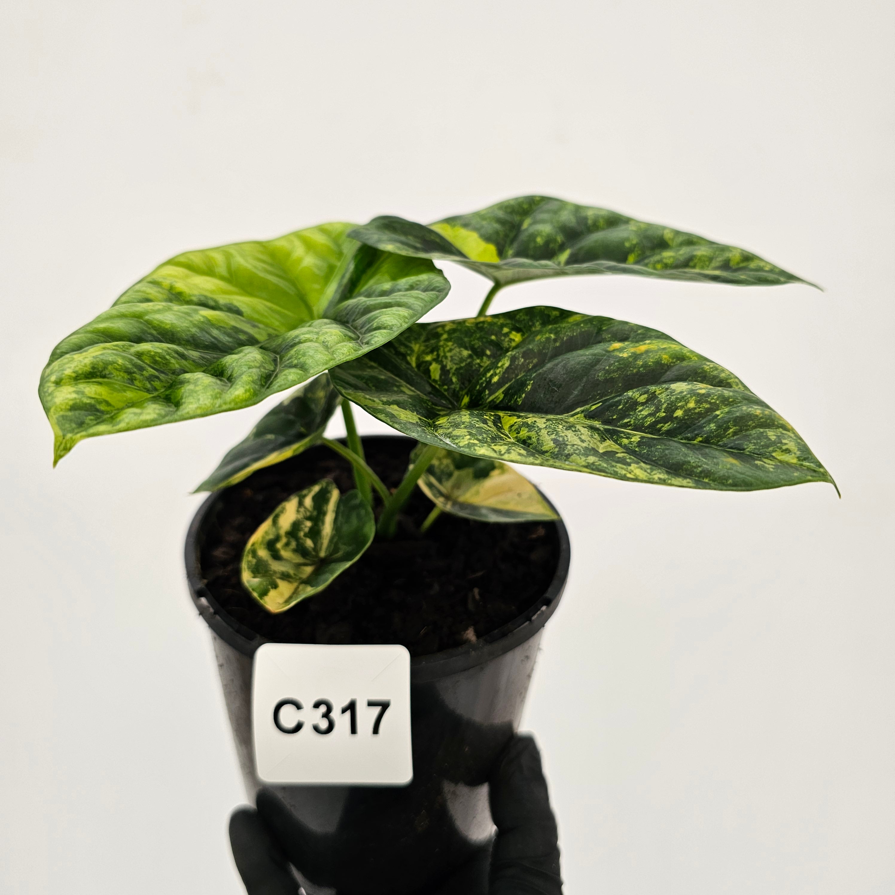 Alocasia sinuata Variegata