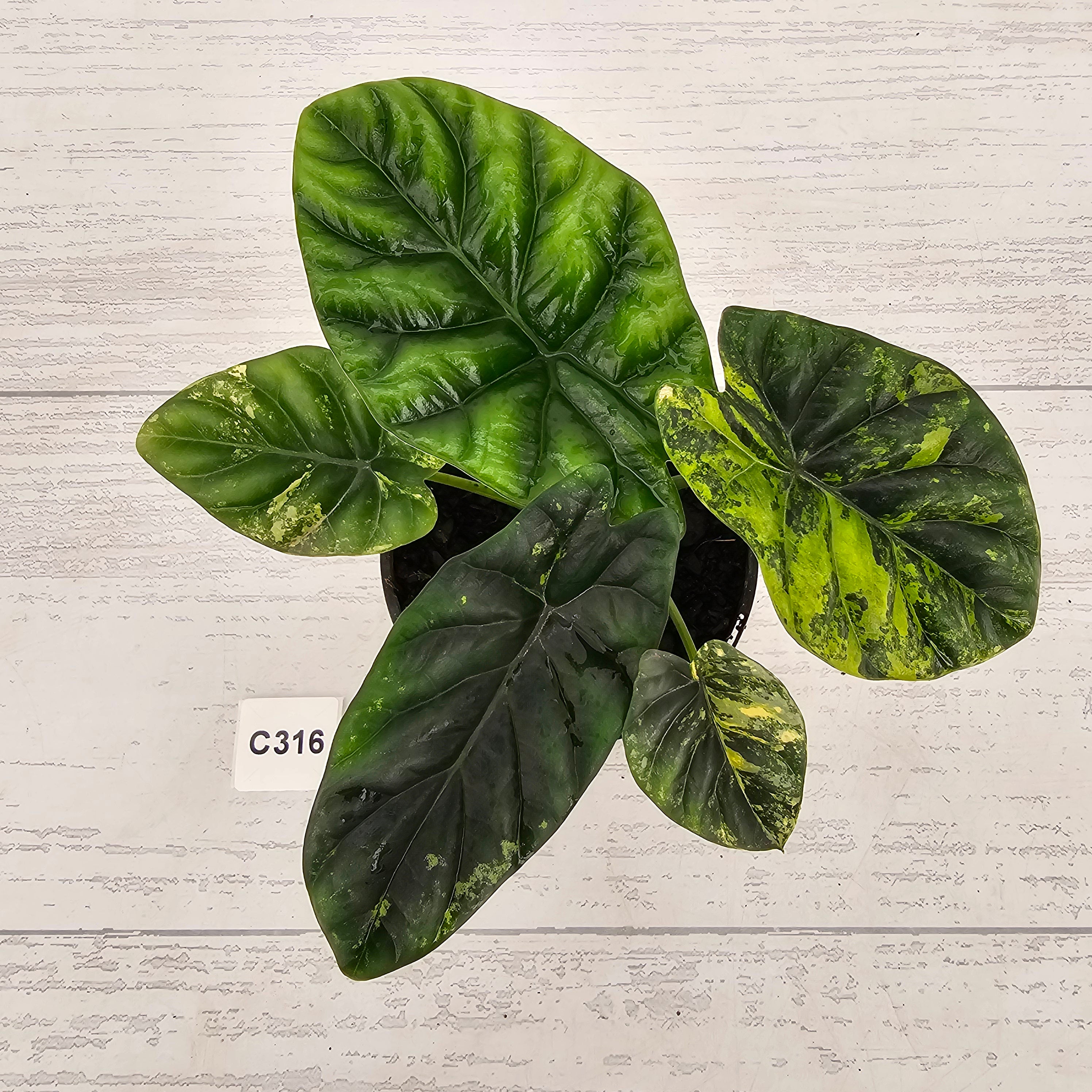 Alocasia sinuata Variegata