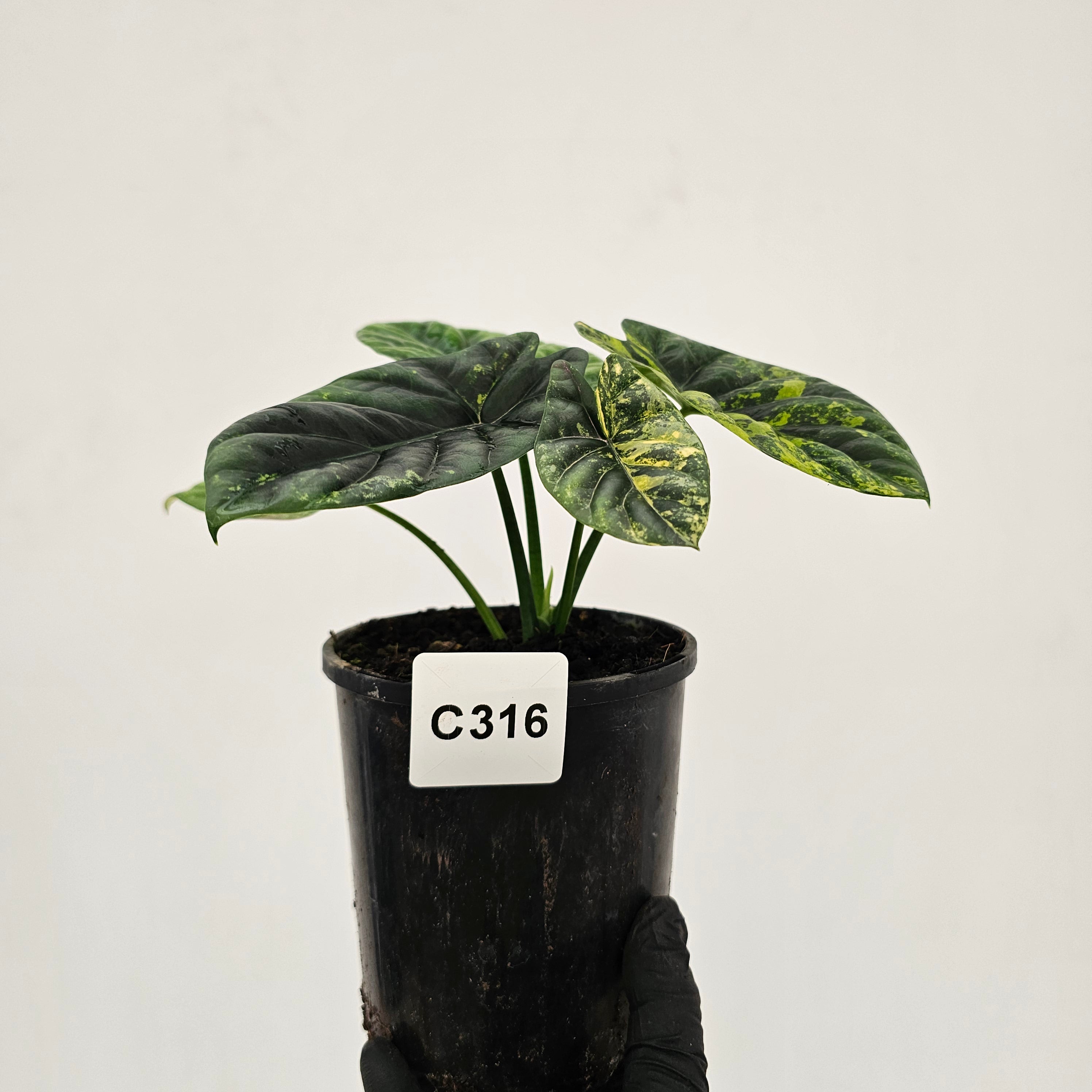 Alocasia sinuata Variegata