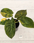 Alocasia ‘wentii’ Variegated