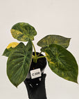 Alocasia ‘wentii’ Variegated
