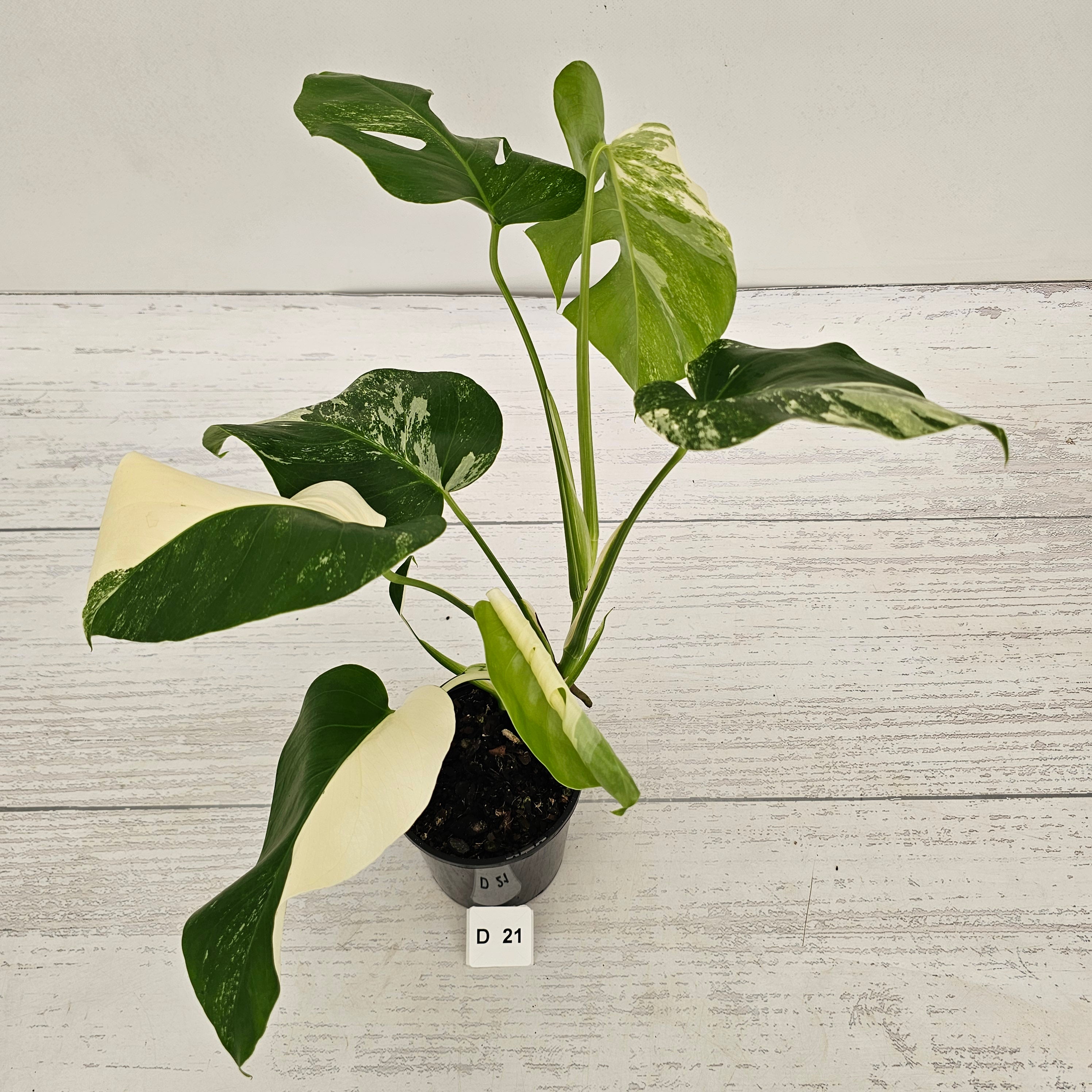 Monstera borsigiana 'Albo'