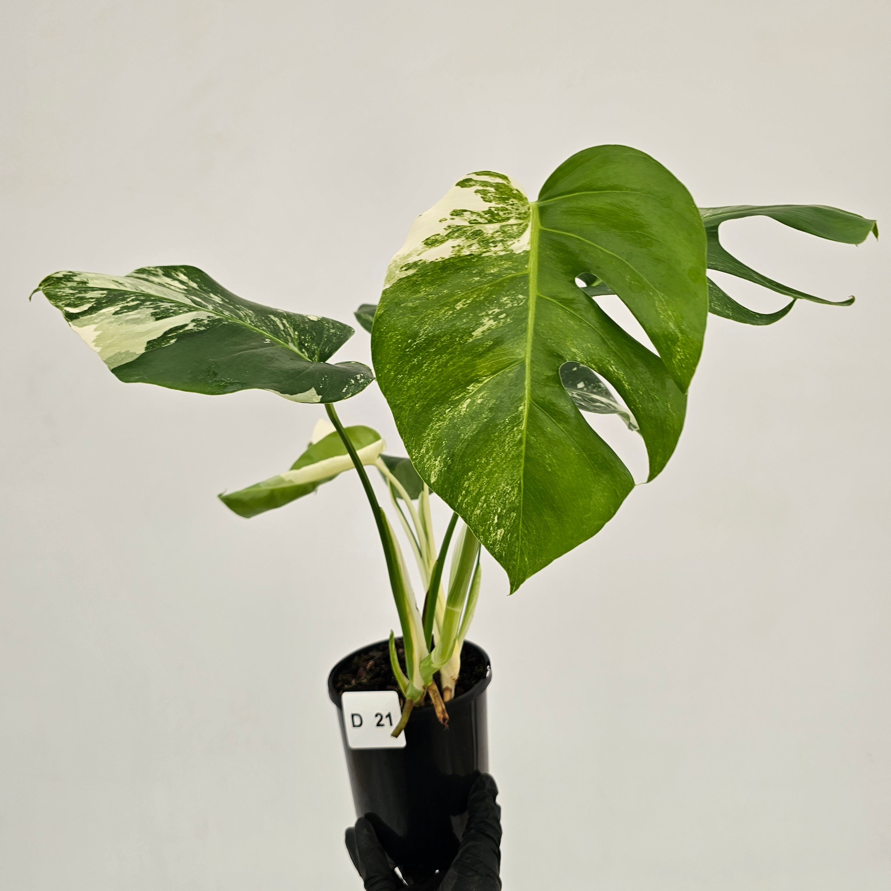 Monstera borsigiana 'Albo'