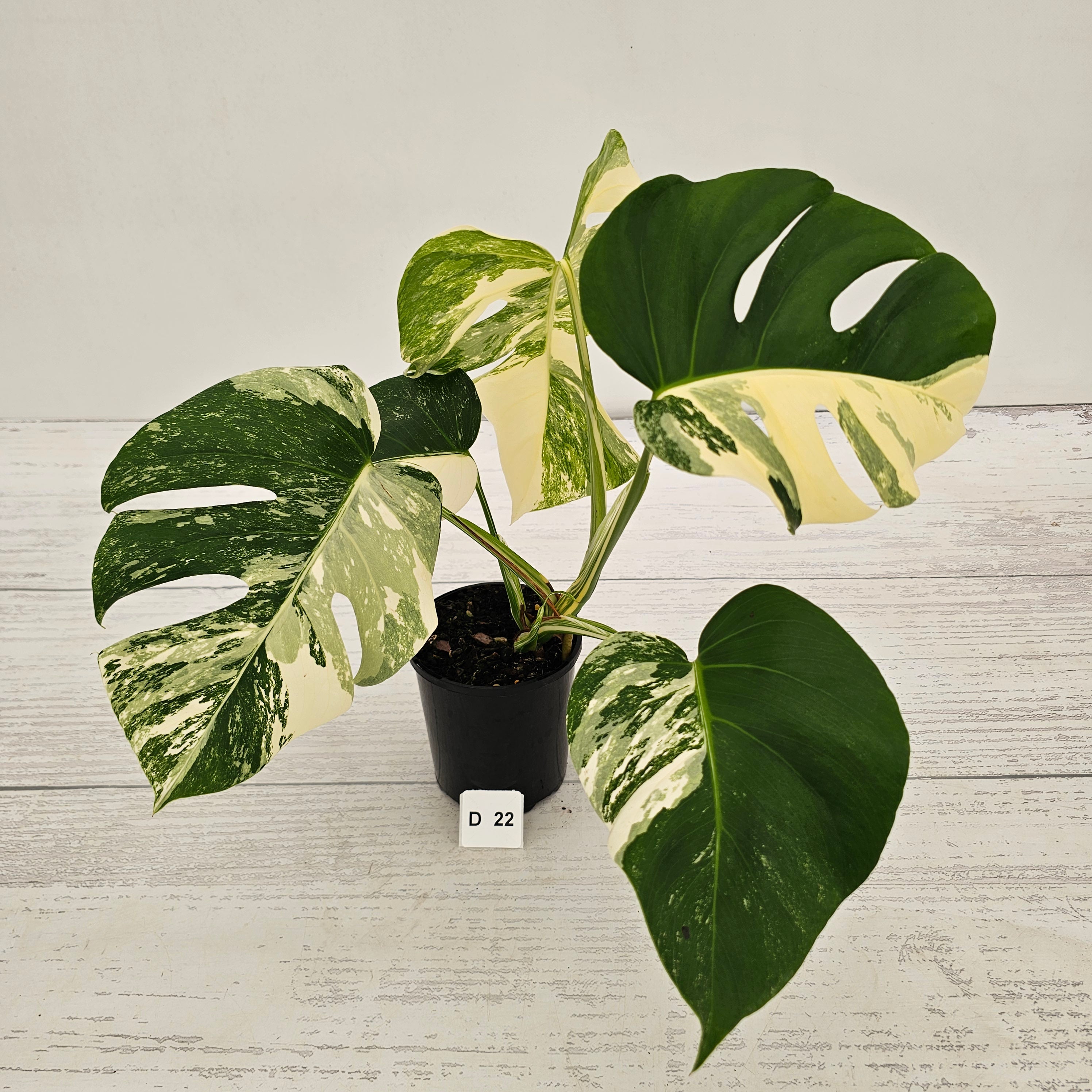 Monstera borsigiana 'Albo'