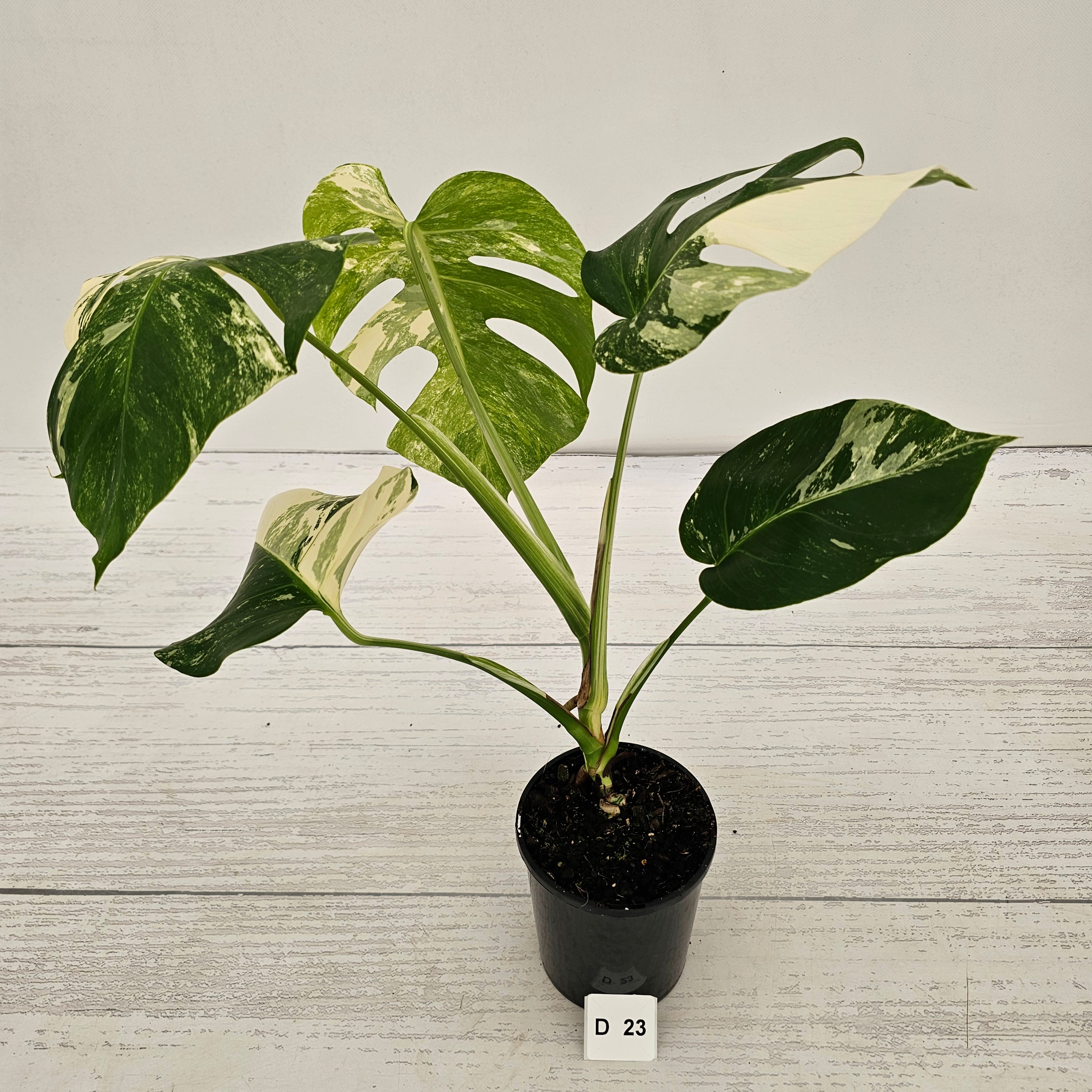 Monstera borsigiana 'Albo'