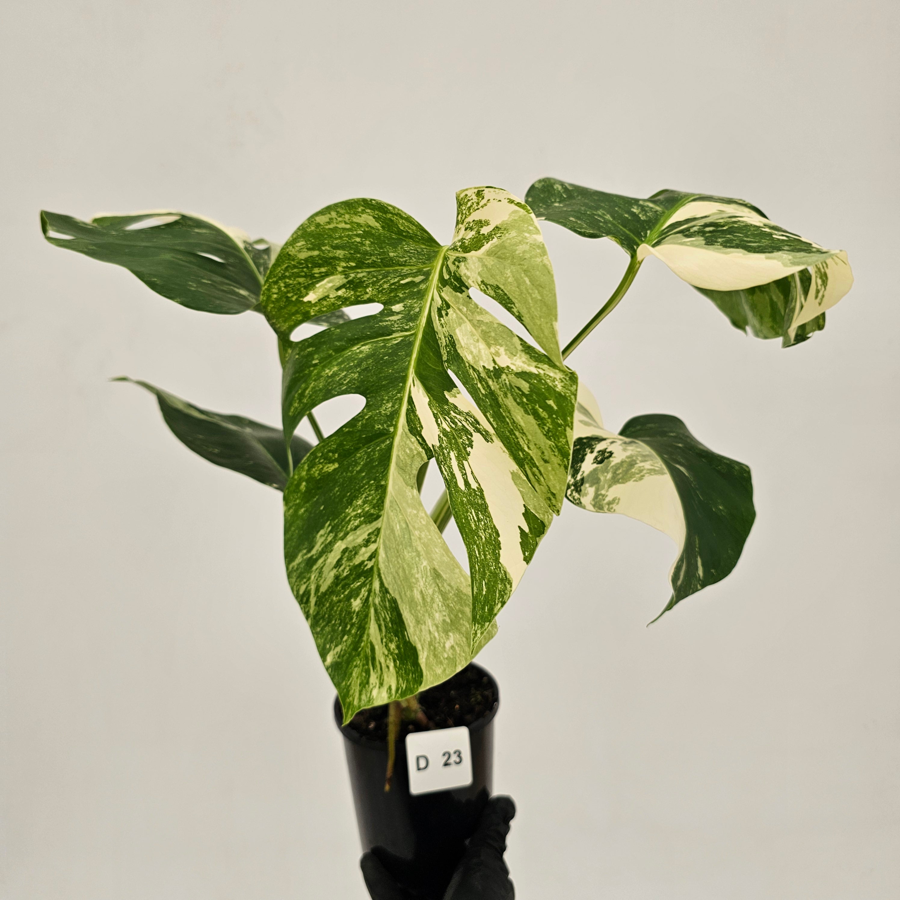 Monstera borsigiana 'Albo'