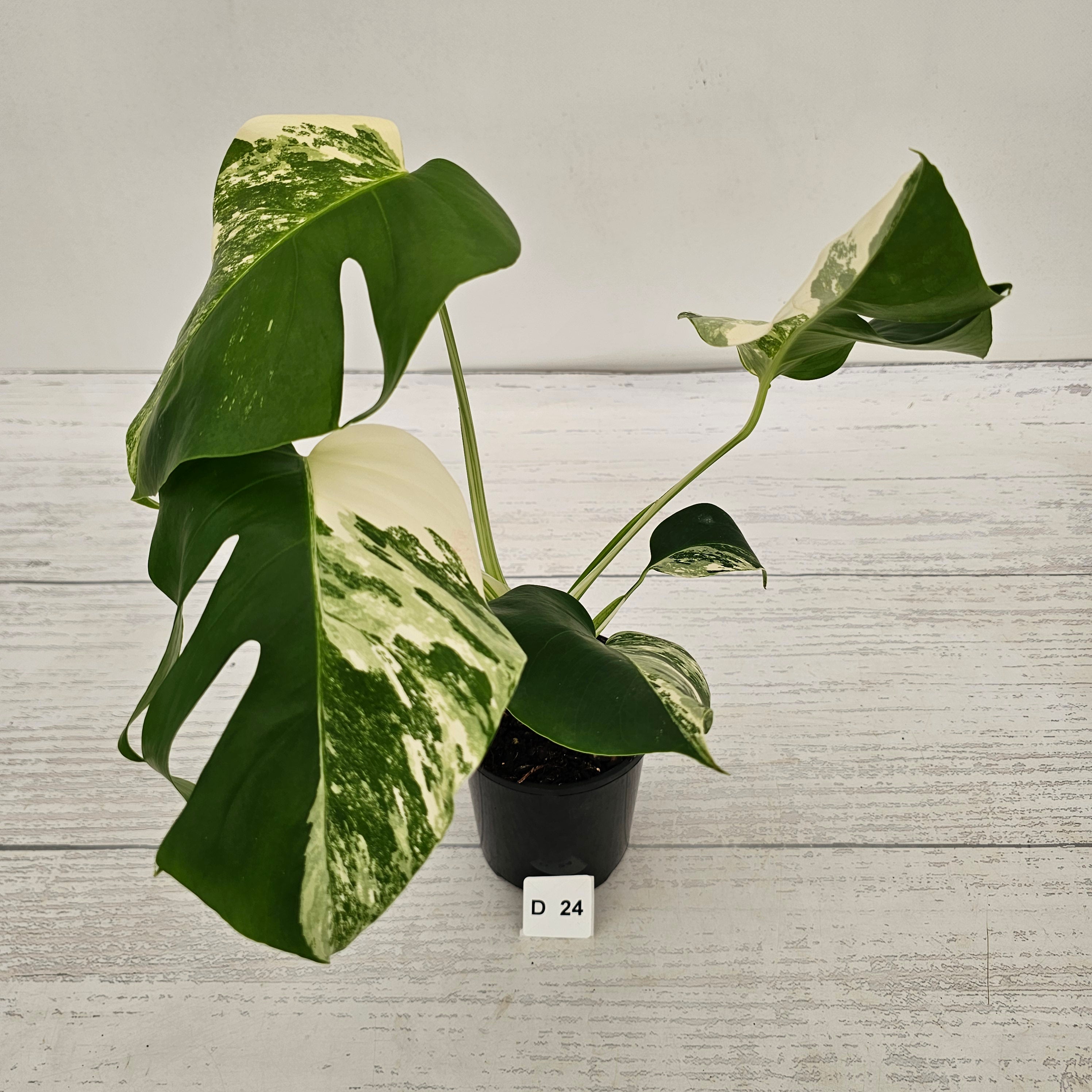 Monstera borsigiana 'Albo'