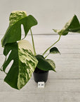 Monstera borsigiana 'Albo'