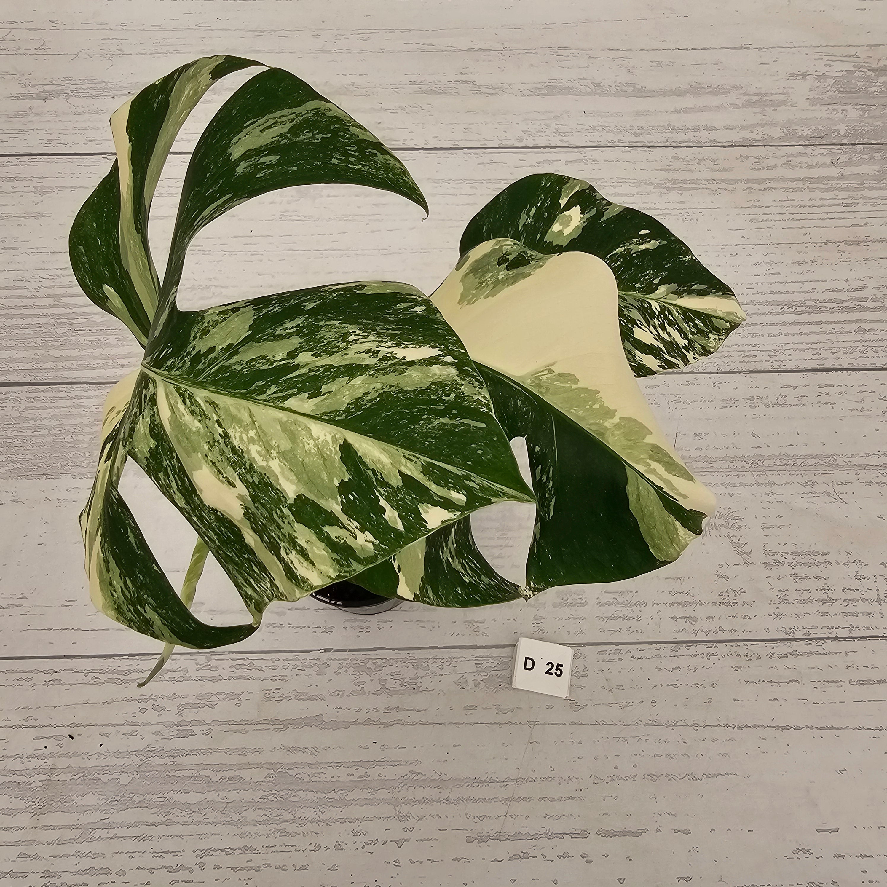 Monstera borsigiana 'Albo'