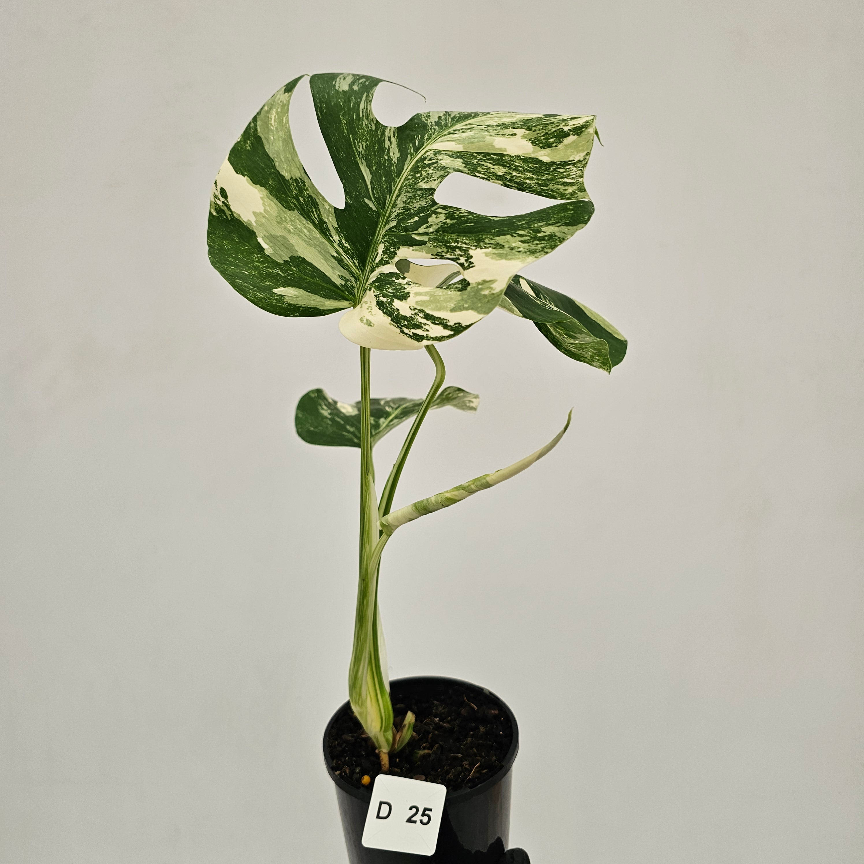 Monstera borsigiana 'Albo'