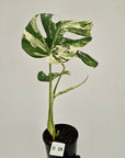 Monstera borsigiana 'Albo'