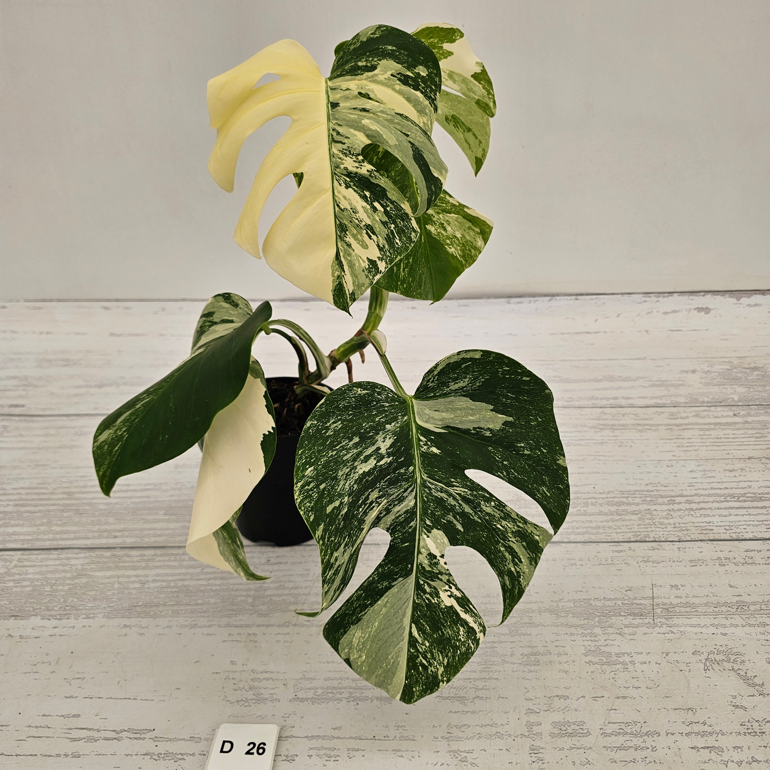Monstera borsigiana 'Albo'