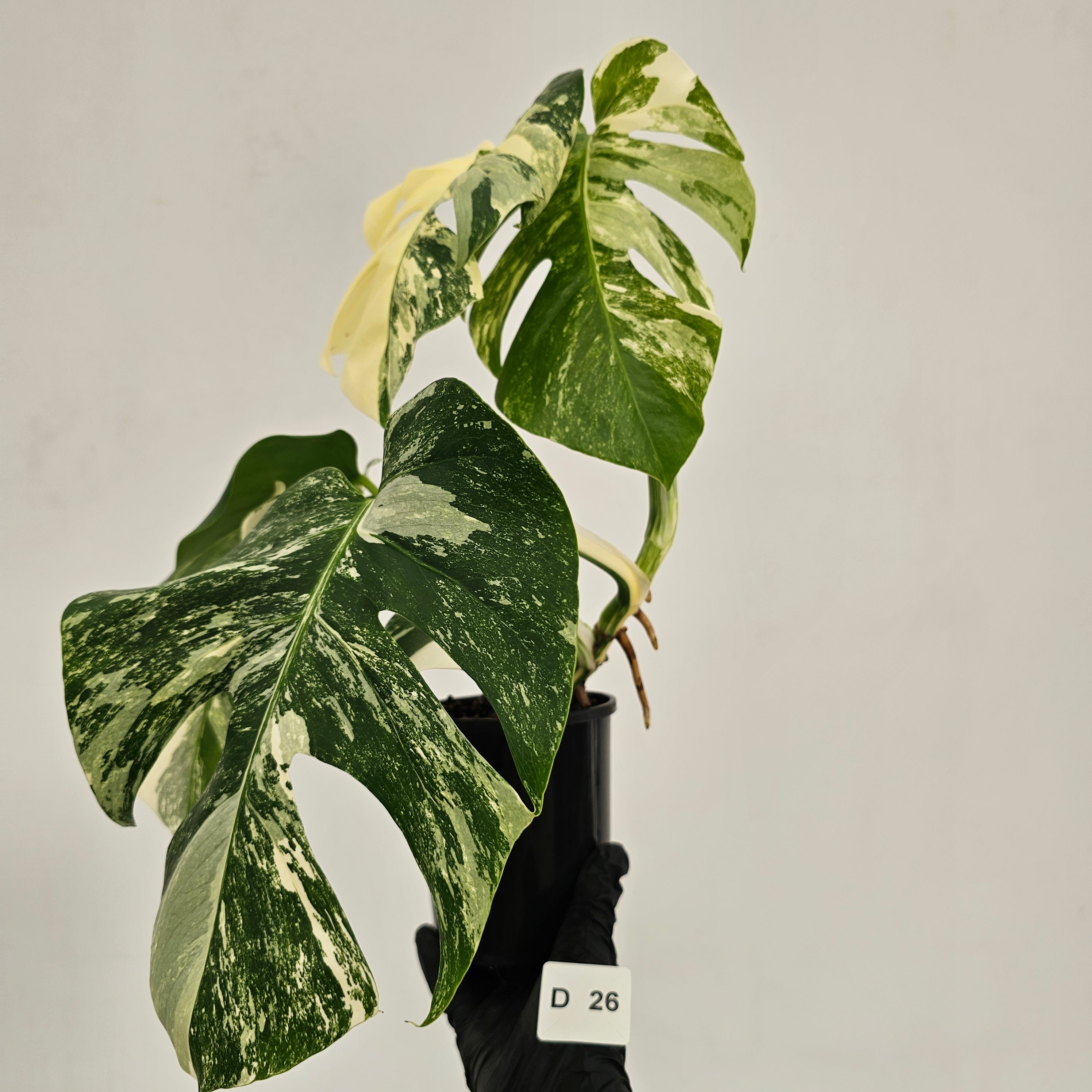 Monstera borsigiana 'Albo'