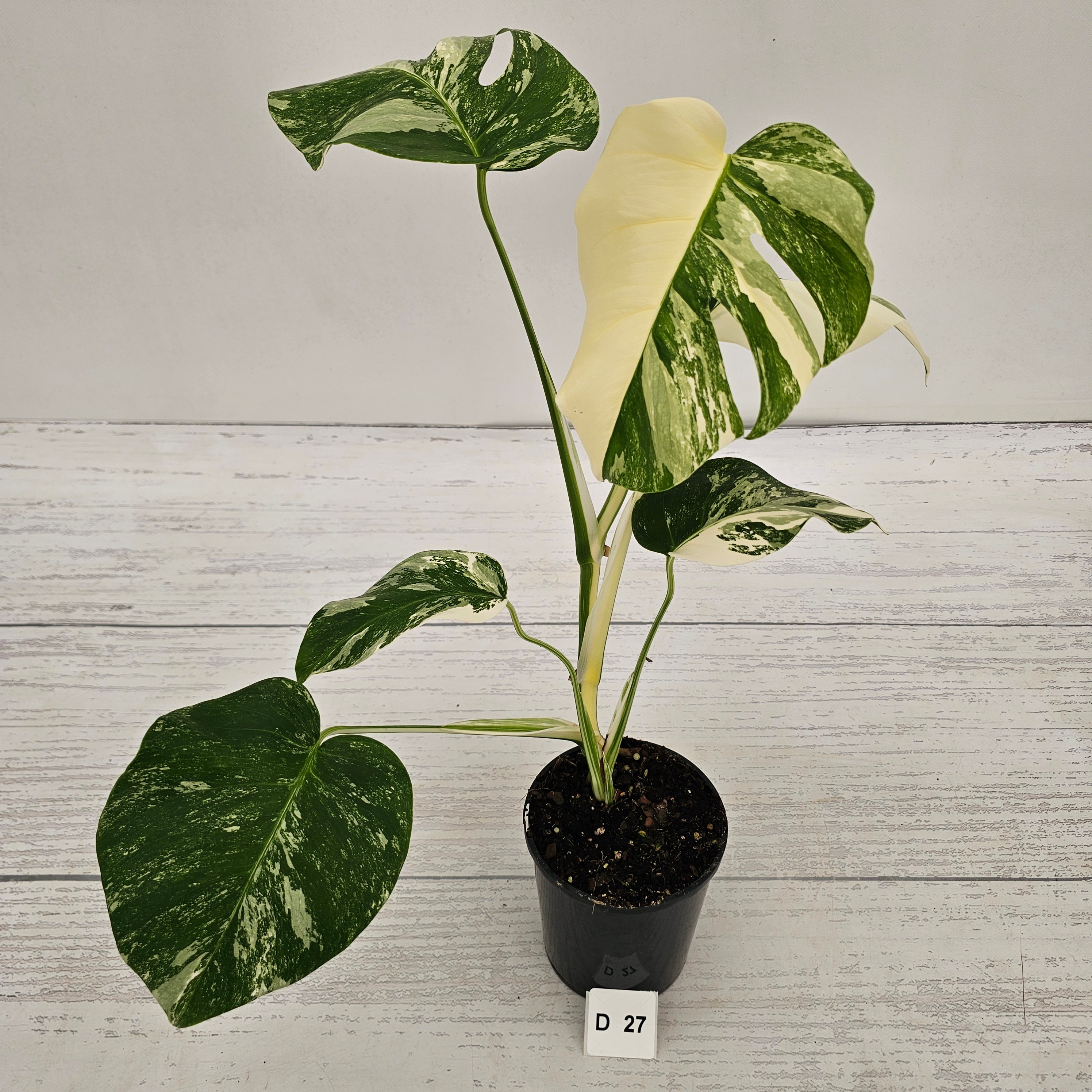 Monstera borsigiana 'Albo'