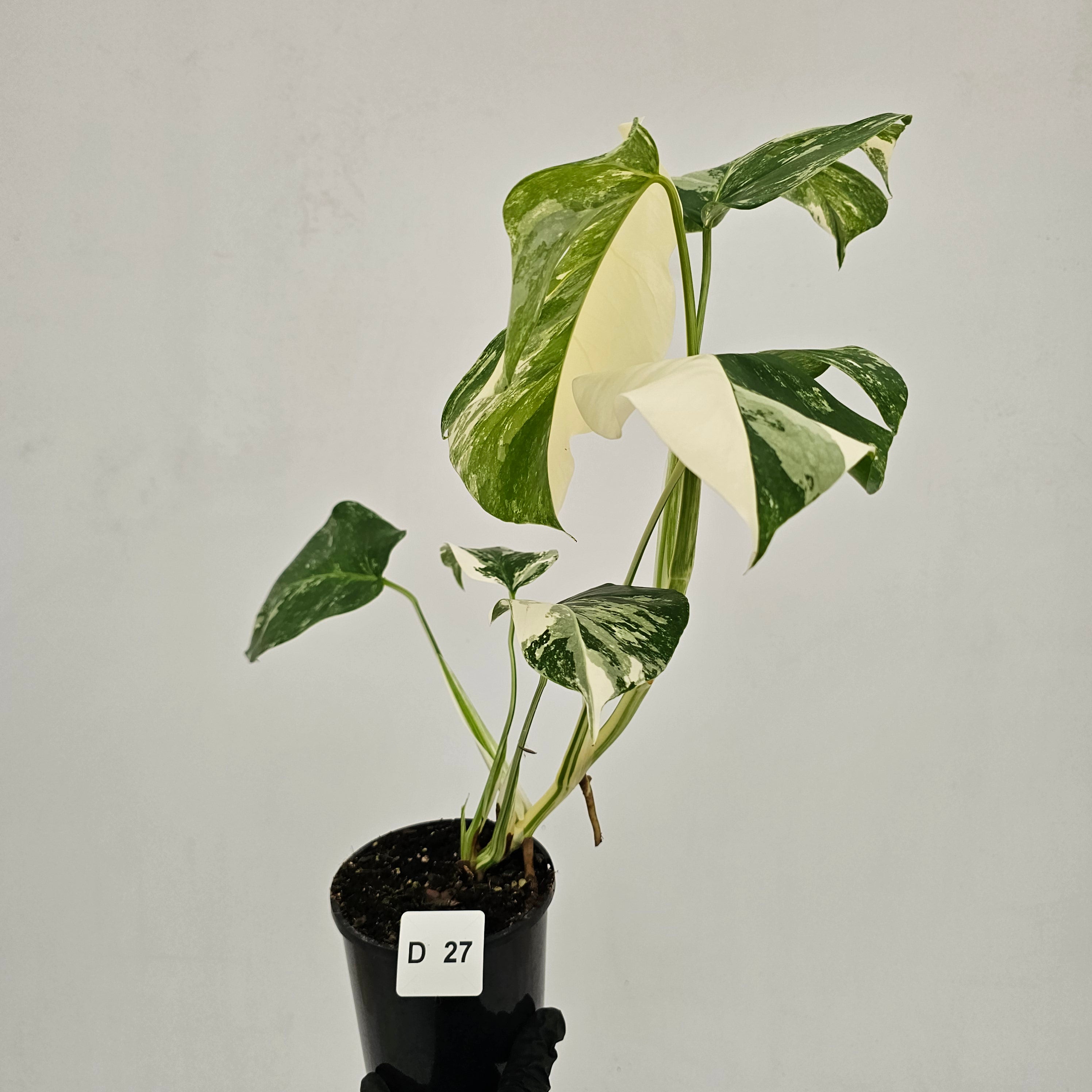 Monstera borsigiana 'Albo'