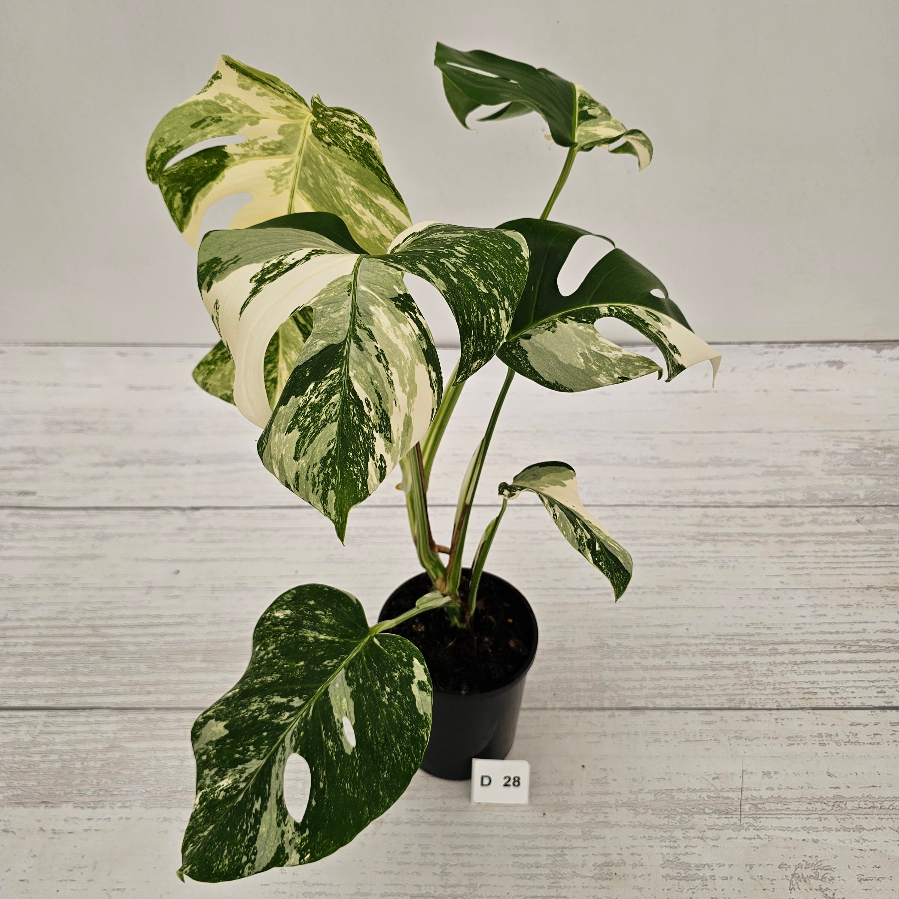 Monstera borsigiana 'Albo'