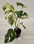 Monstera borsigiana 'Albo'