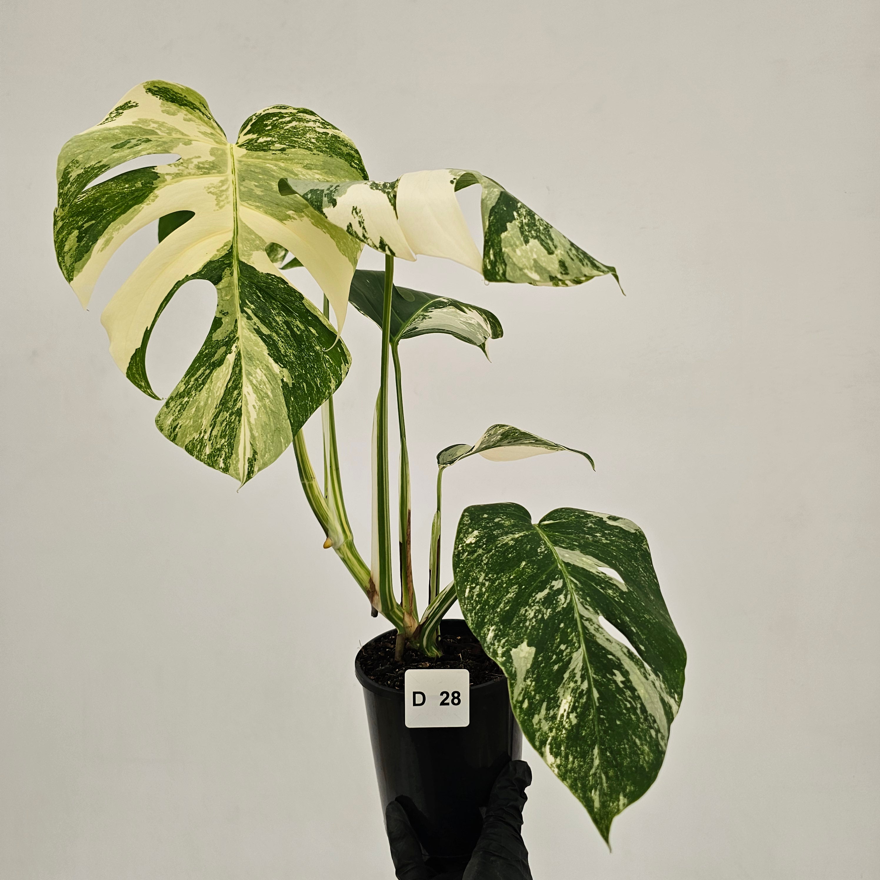 Monstera borsigiana 'Albo'