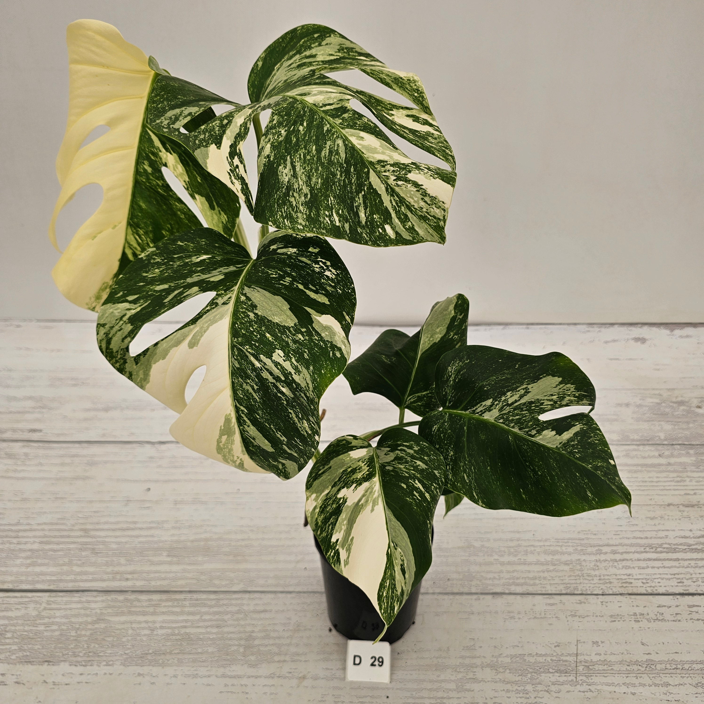 Monstera borsigiana 'Albo'