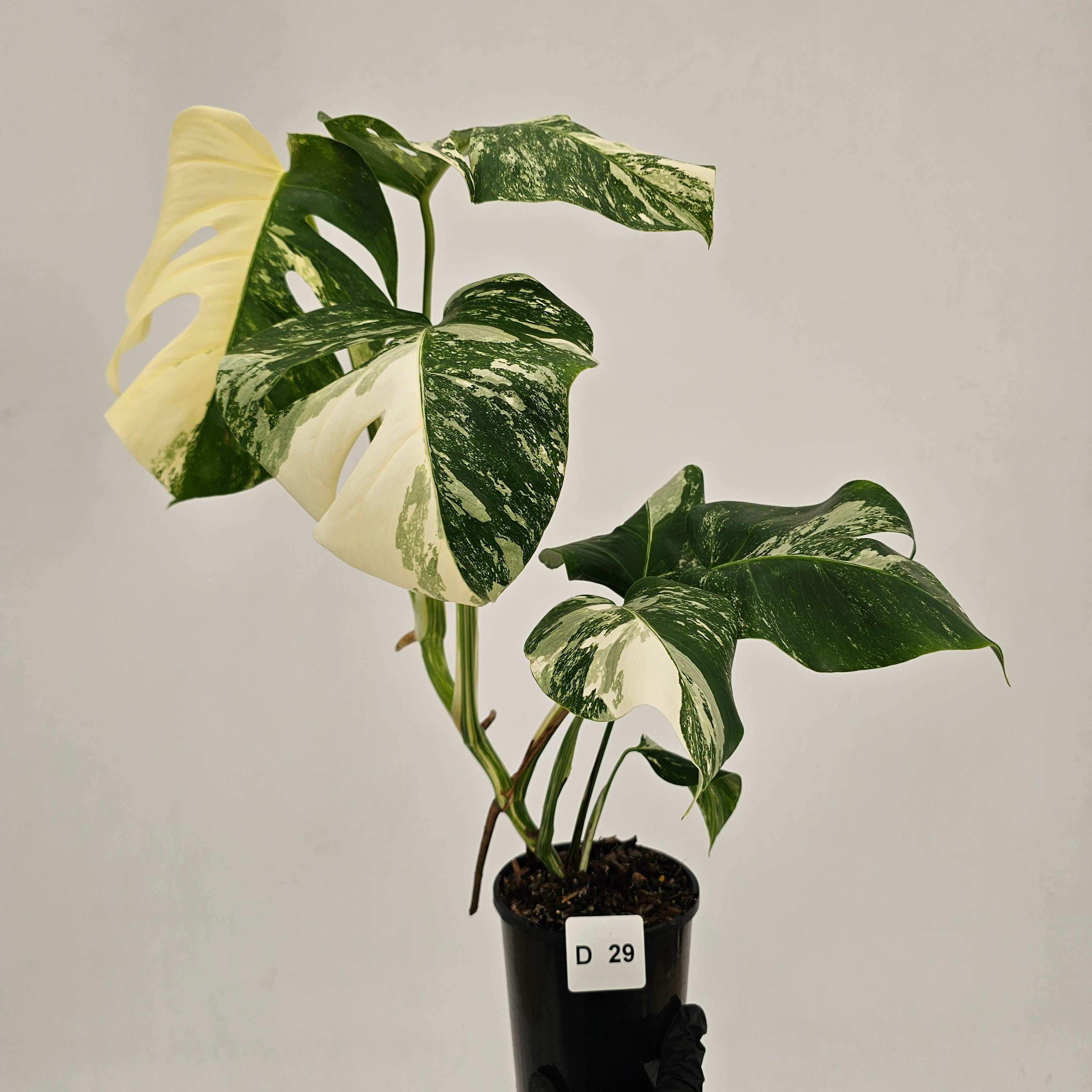 Monstera borsigiana 'Albo'