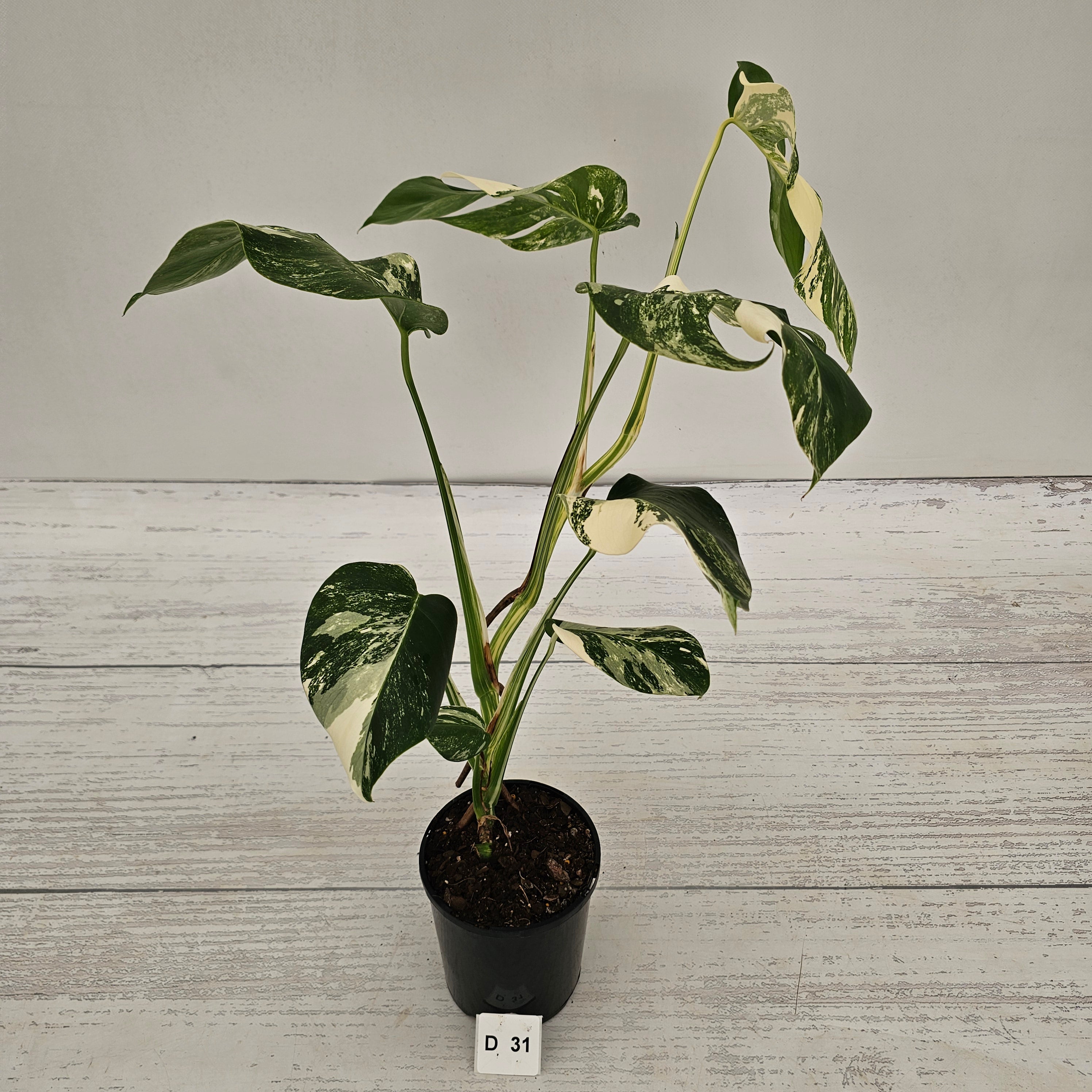 Monstera borsigiana 'Albo'