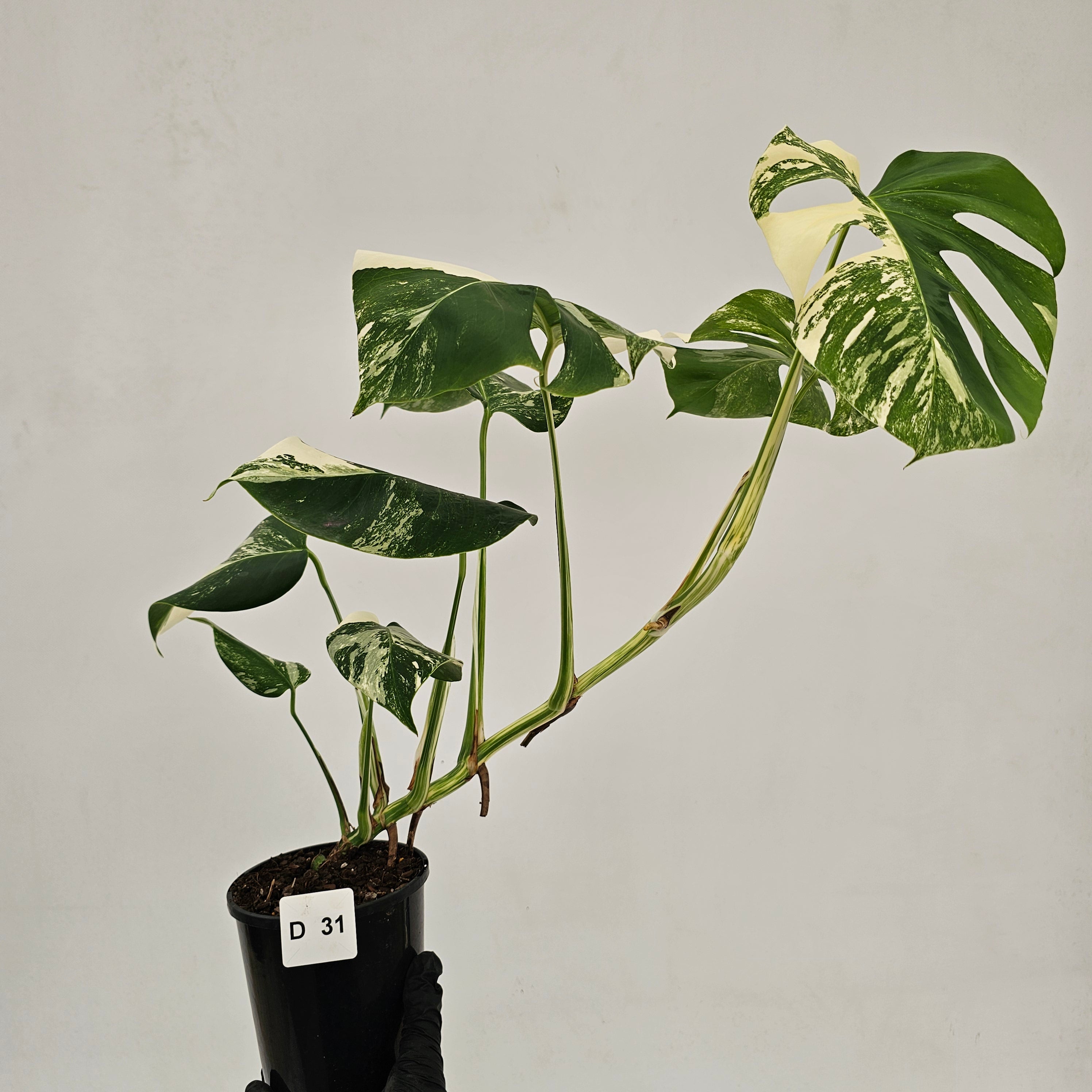 Monstera borsigiana 'Albo'