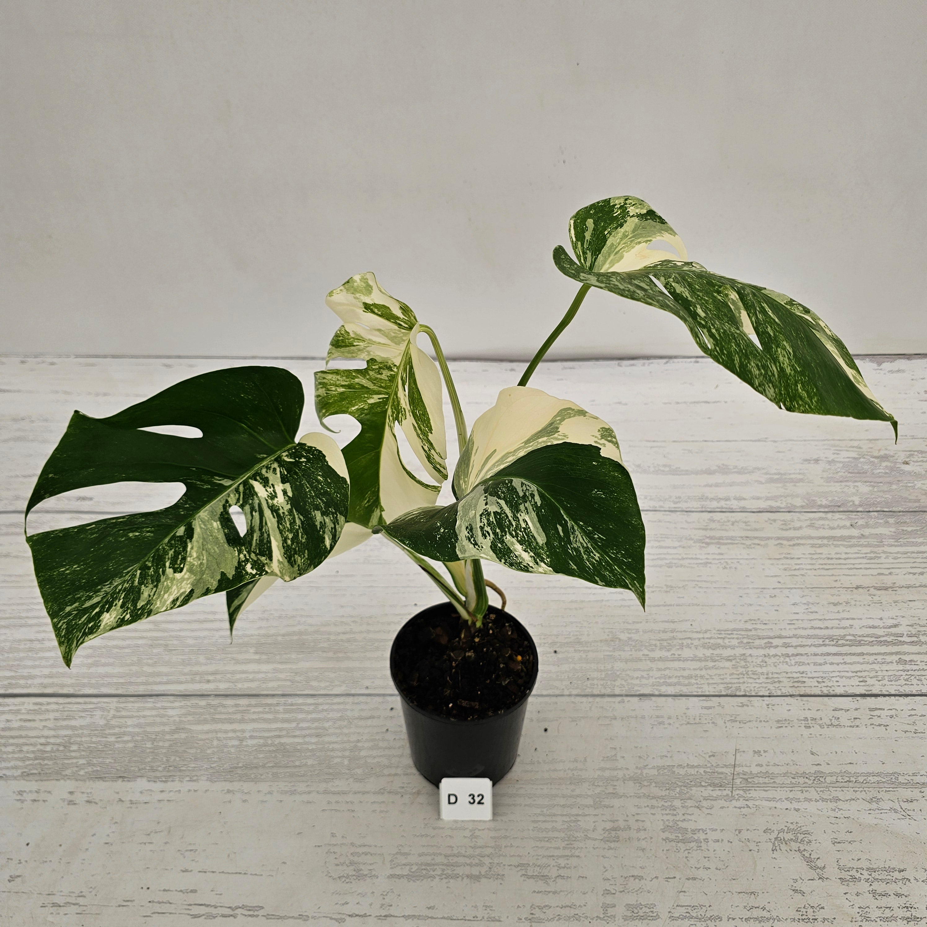 Monstera borsigiana 'Albo'