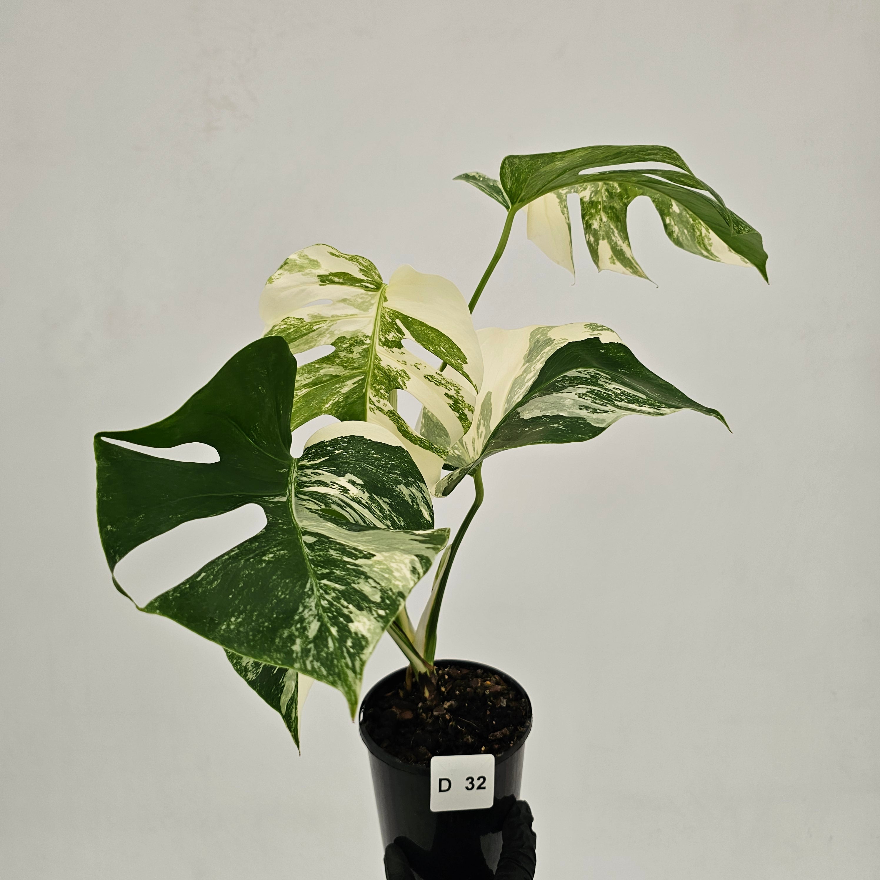 Monstera borsigiana 'Albo'