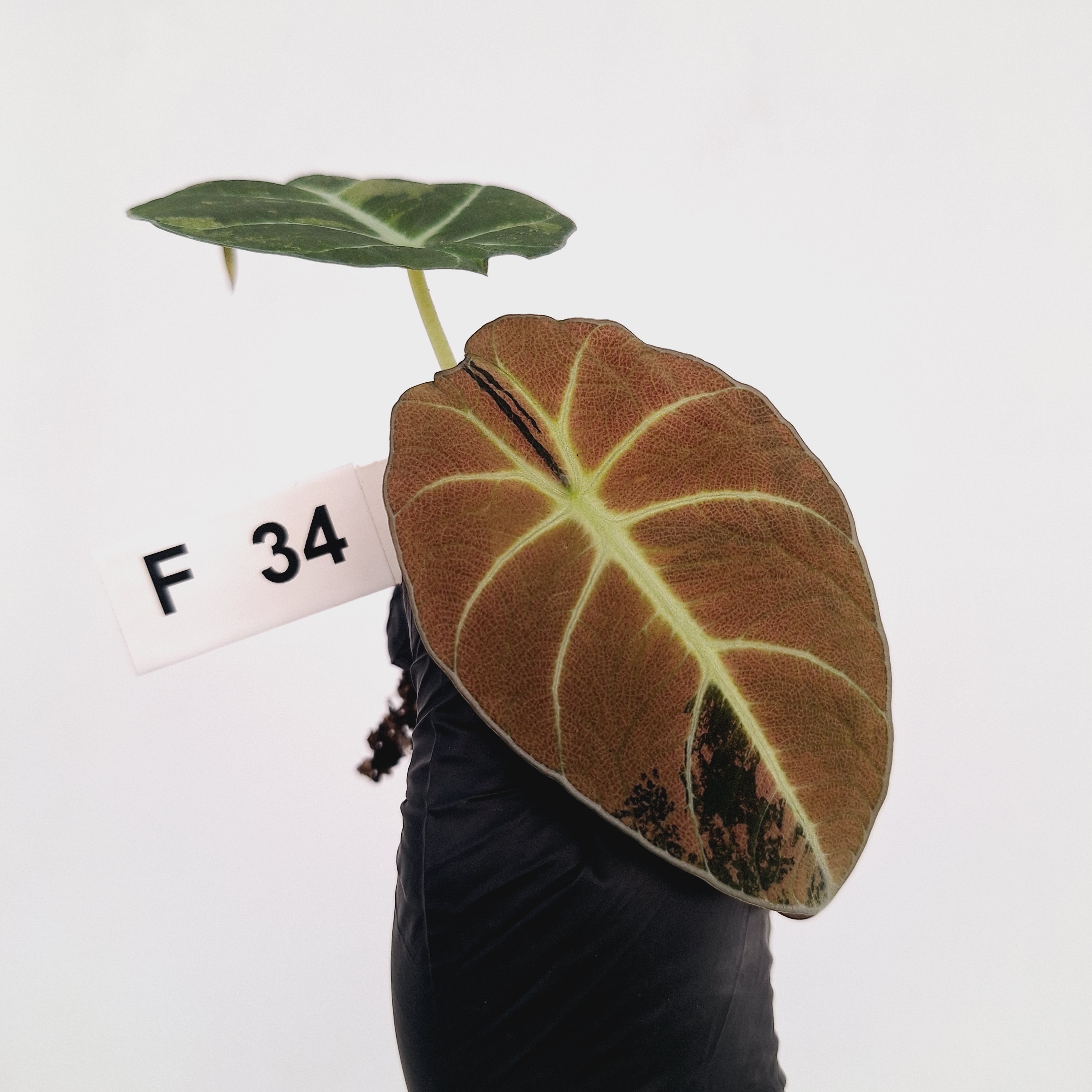 Alocasia reginula 'Black Velvet variegata'- Bare Bottom Baby
