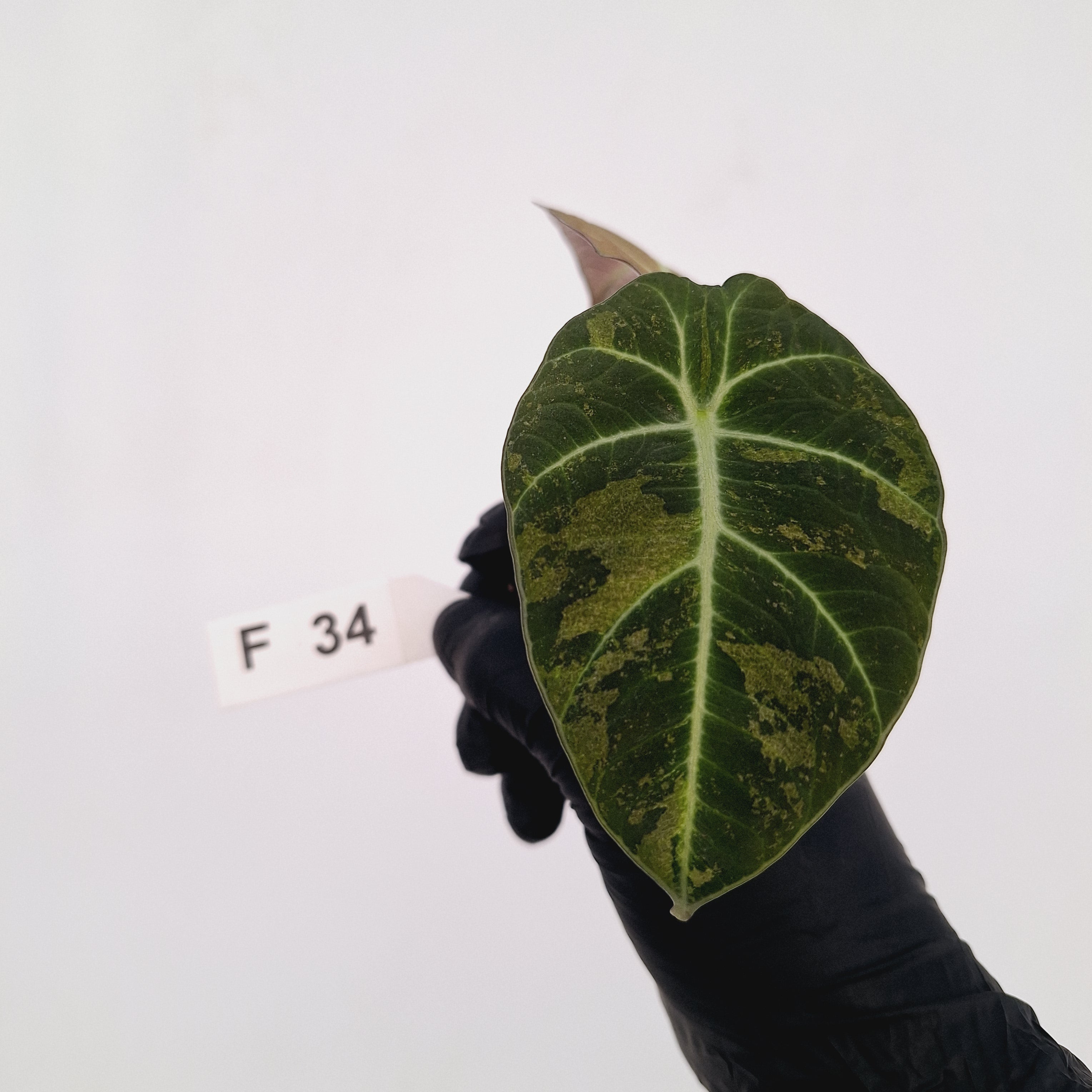Alocasia reginula 'Black Velvet variegata'- Bare Bottom Baby